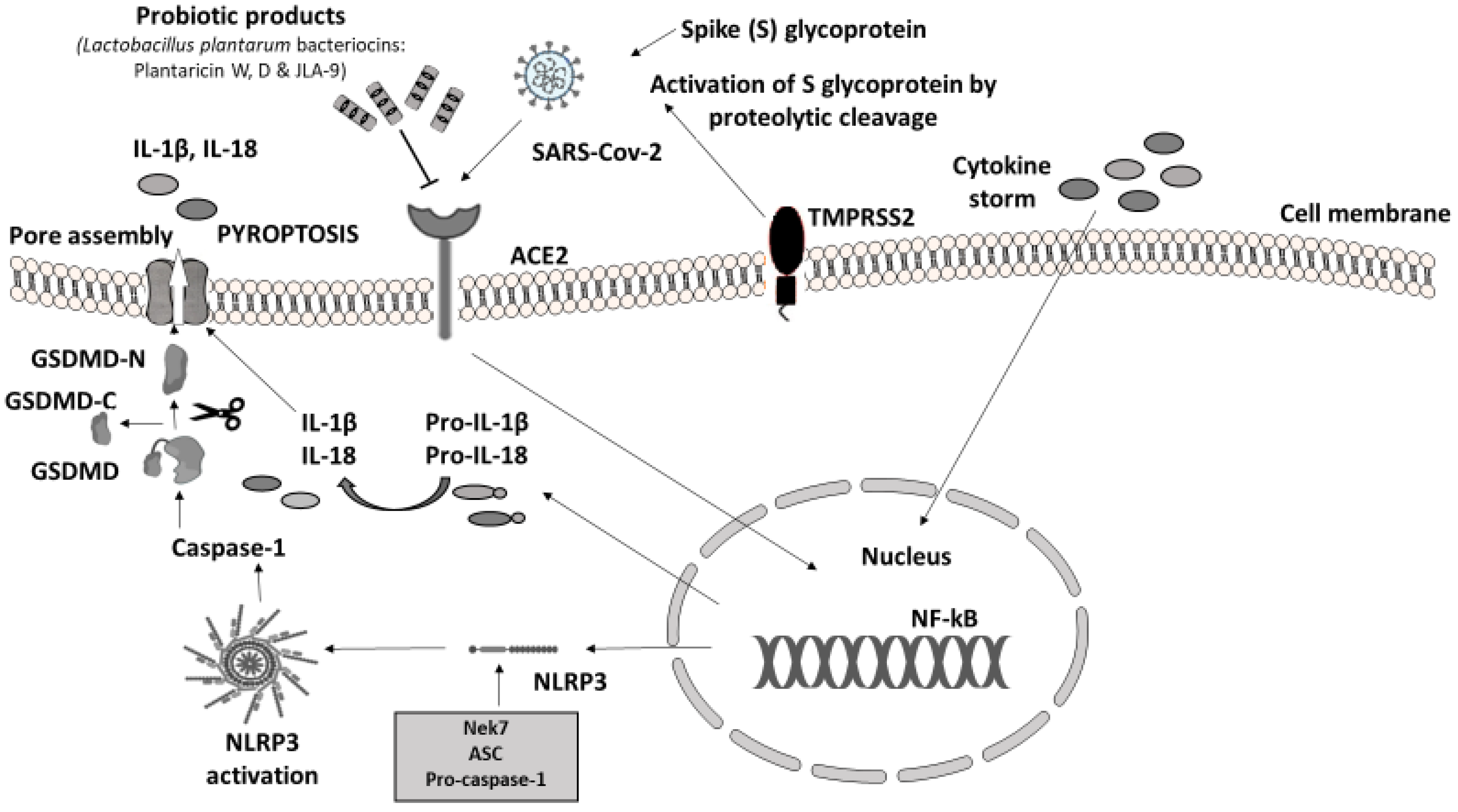 Microorganisms 09 02376 g003