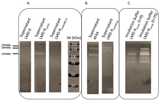 Microorganisms Free Full Text Role of the Sortase A in the