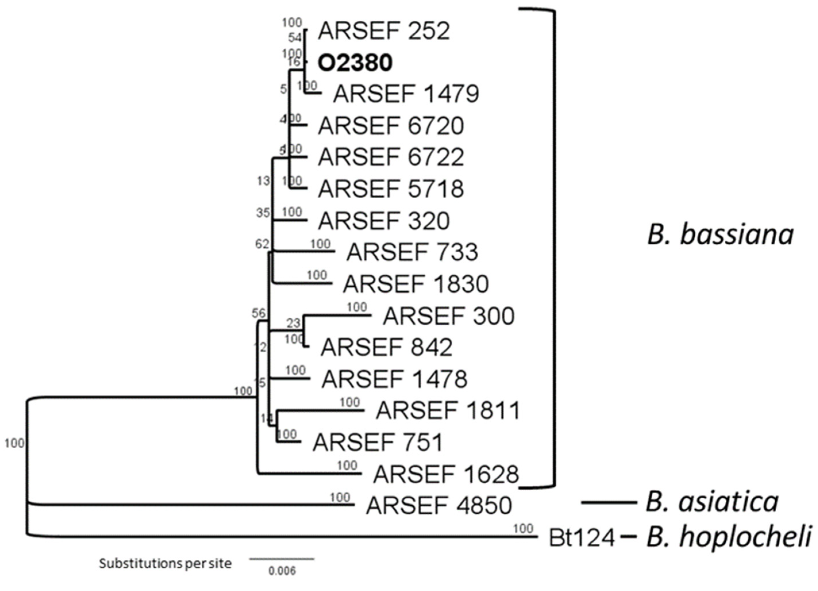 Microorganisms Free Full Text Development Of Plant Fungal Endophyte Associations To Suppress Phoma Stem Canker In Brassica Html