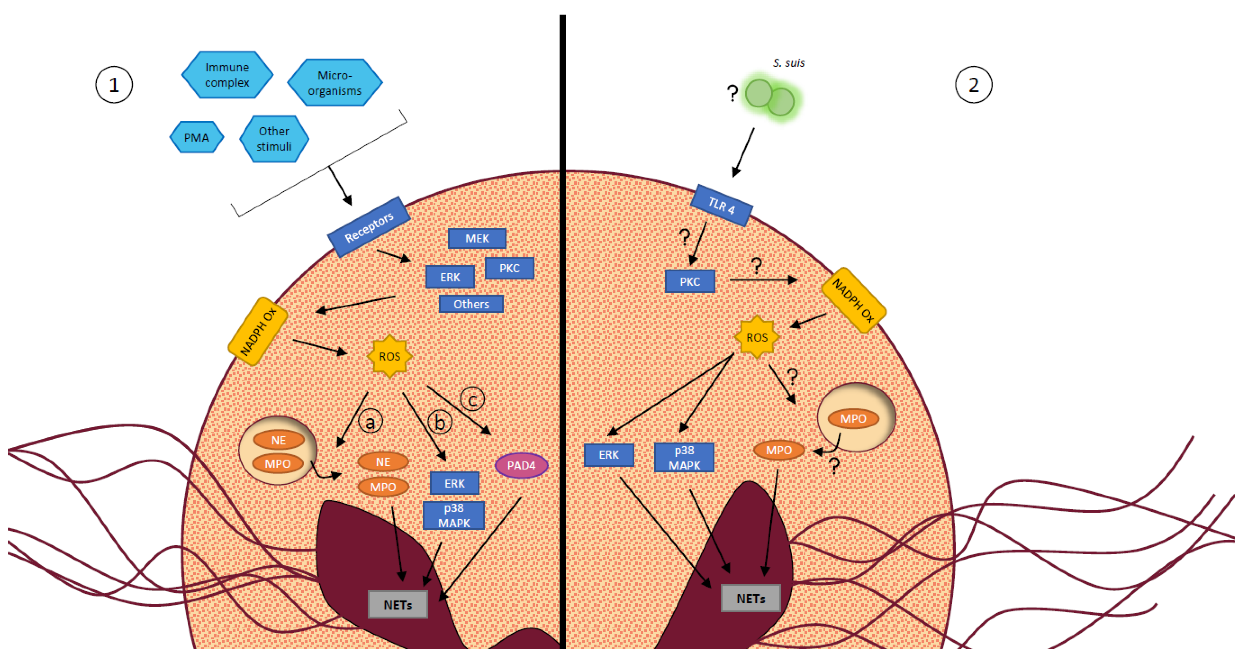 Microorganisms 09 02392 g004 Microorganisms 09 02392 g004