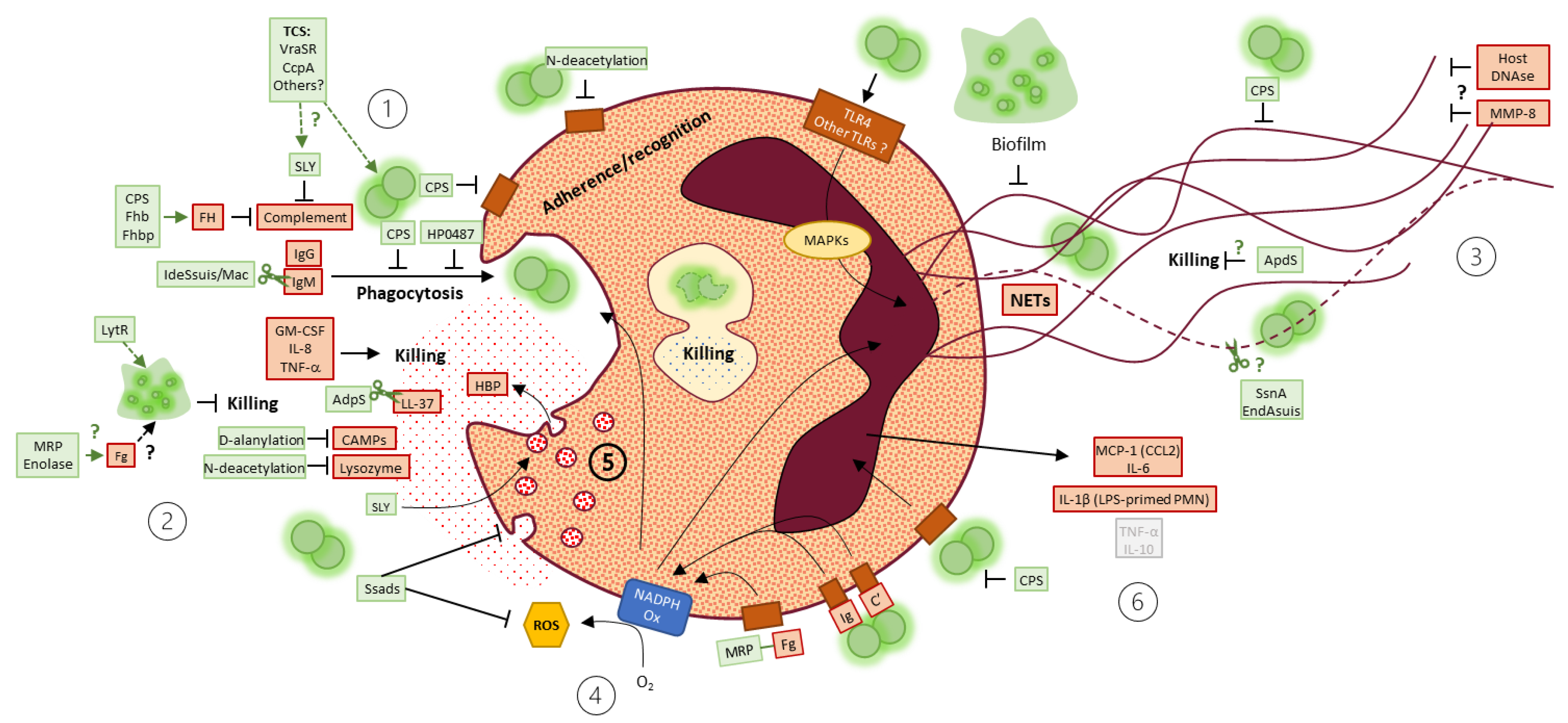 Microorganisms 09 02392 g005 Microorganisms 09 02392 g005