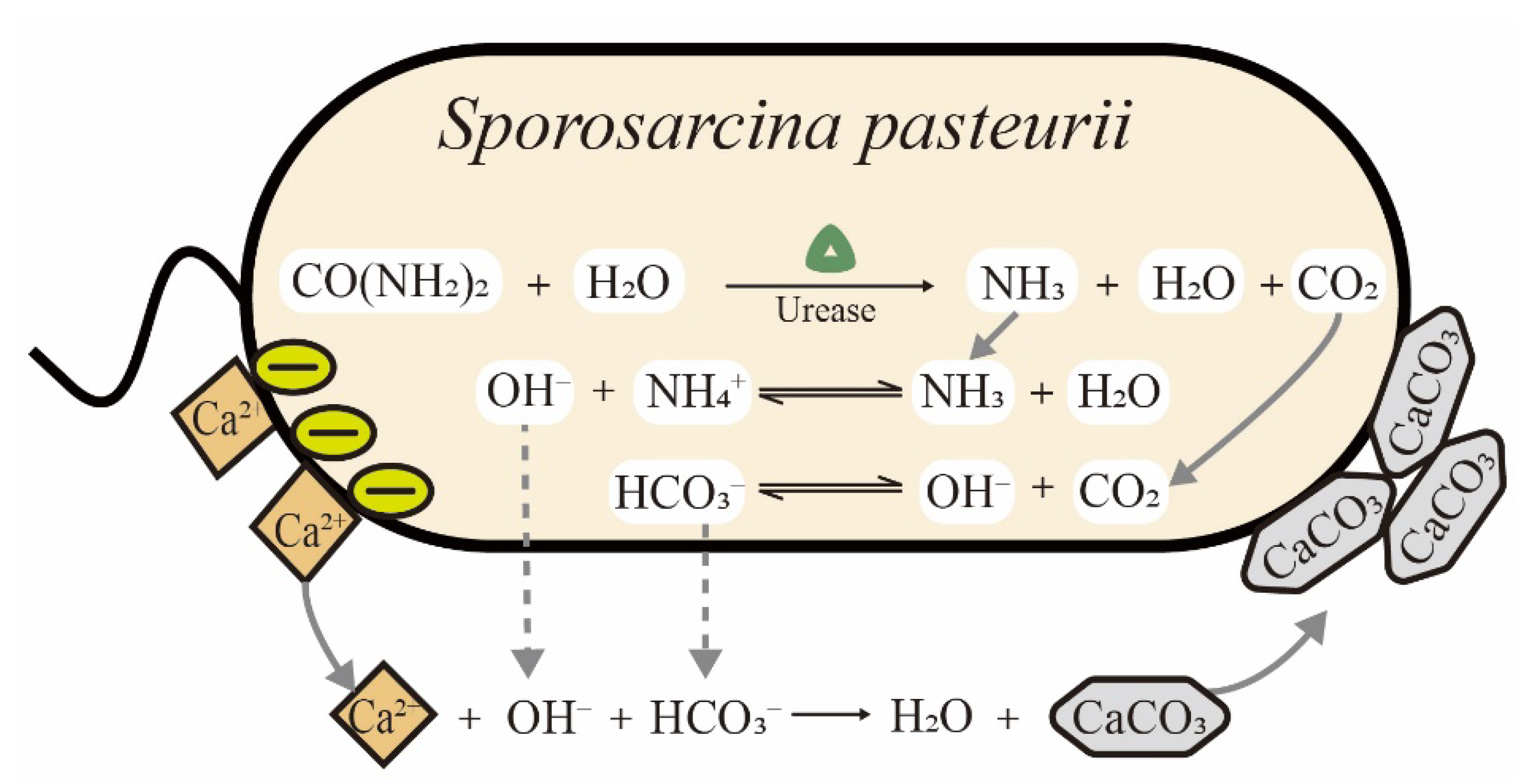 Microorganisms 09 02396 g001