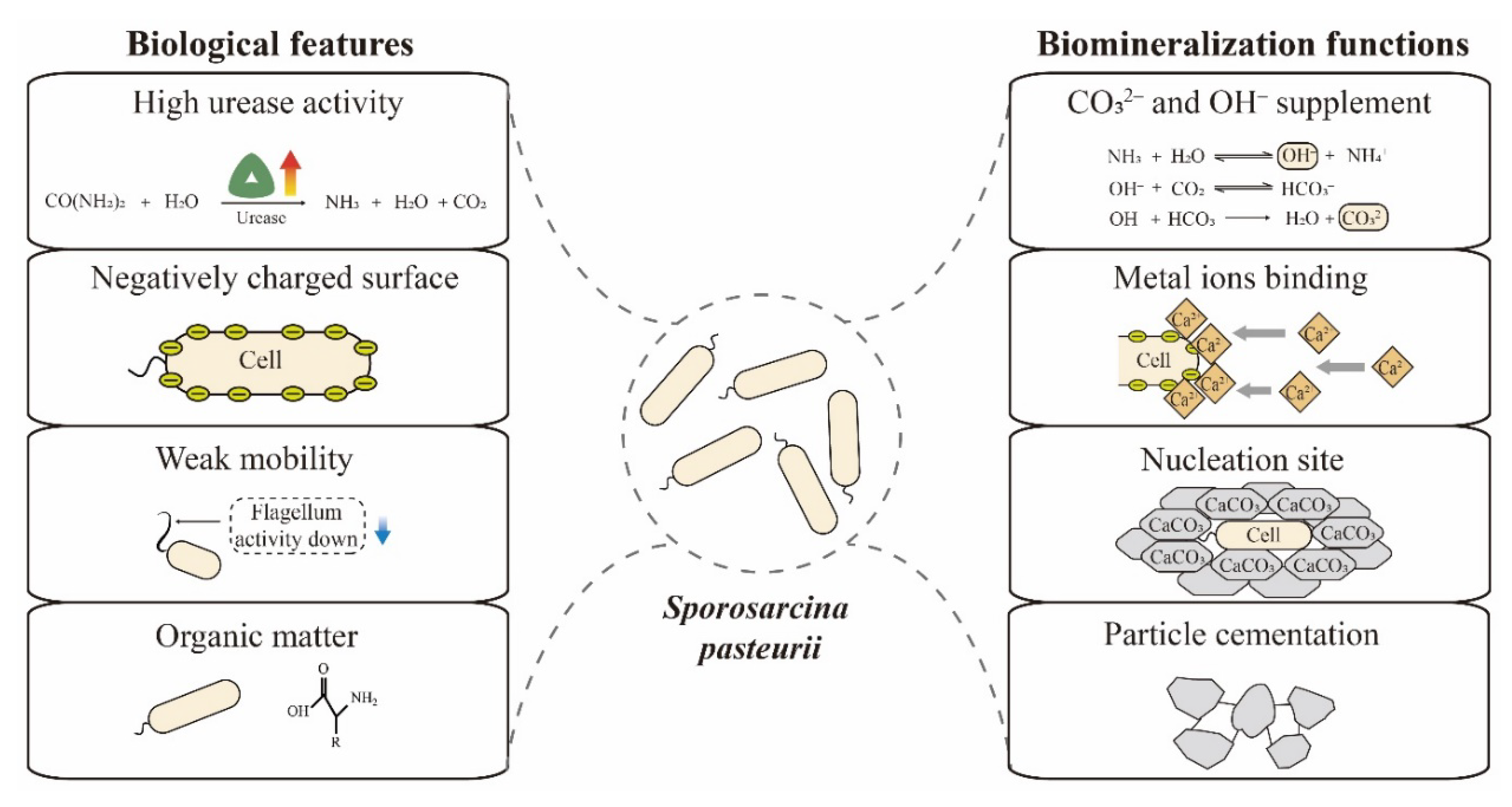 Microorganisms 09 02396 g002