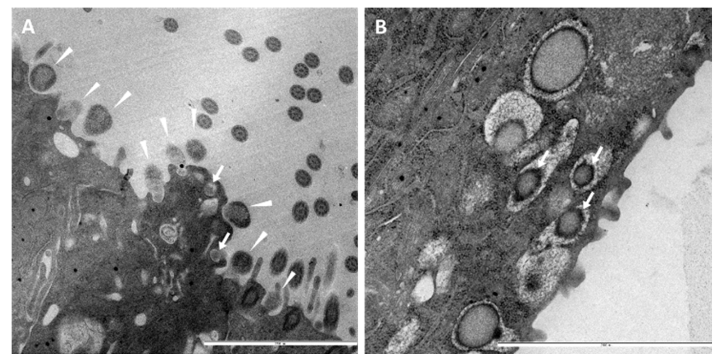Microorganisms 09 02407 g002 Microorganisms 09 02407 g002