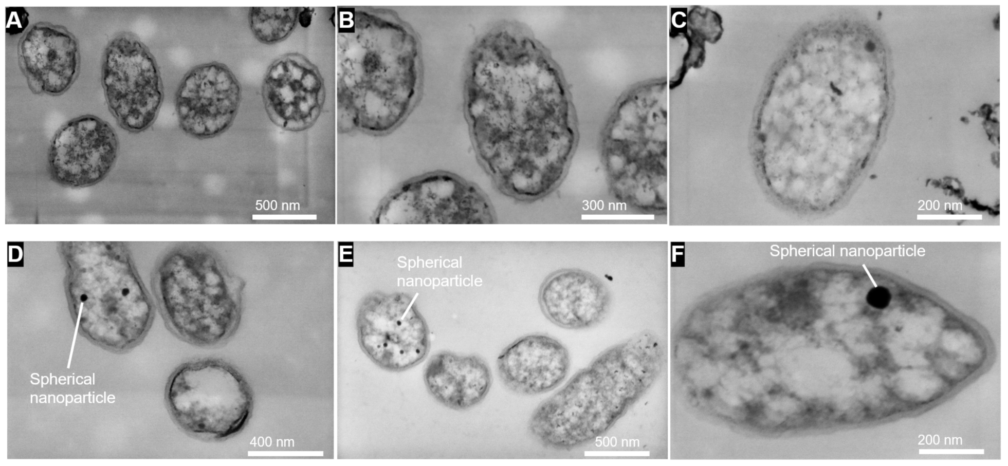 Microorganisms 09 02416 g008 550