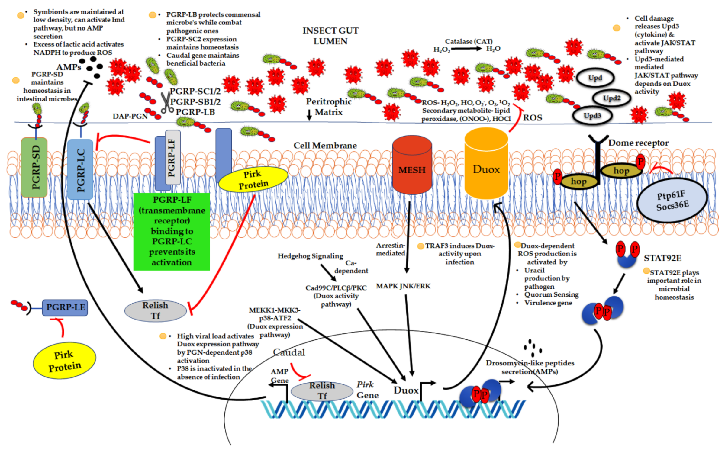 Microorganisms 09 02422 g001 550
