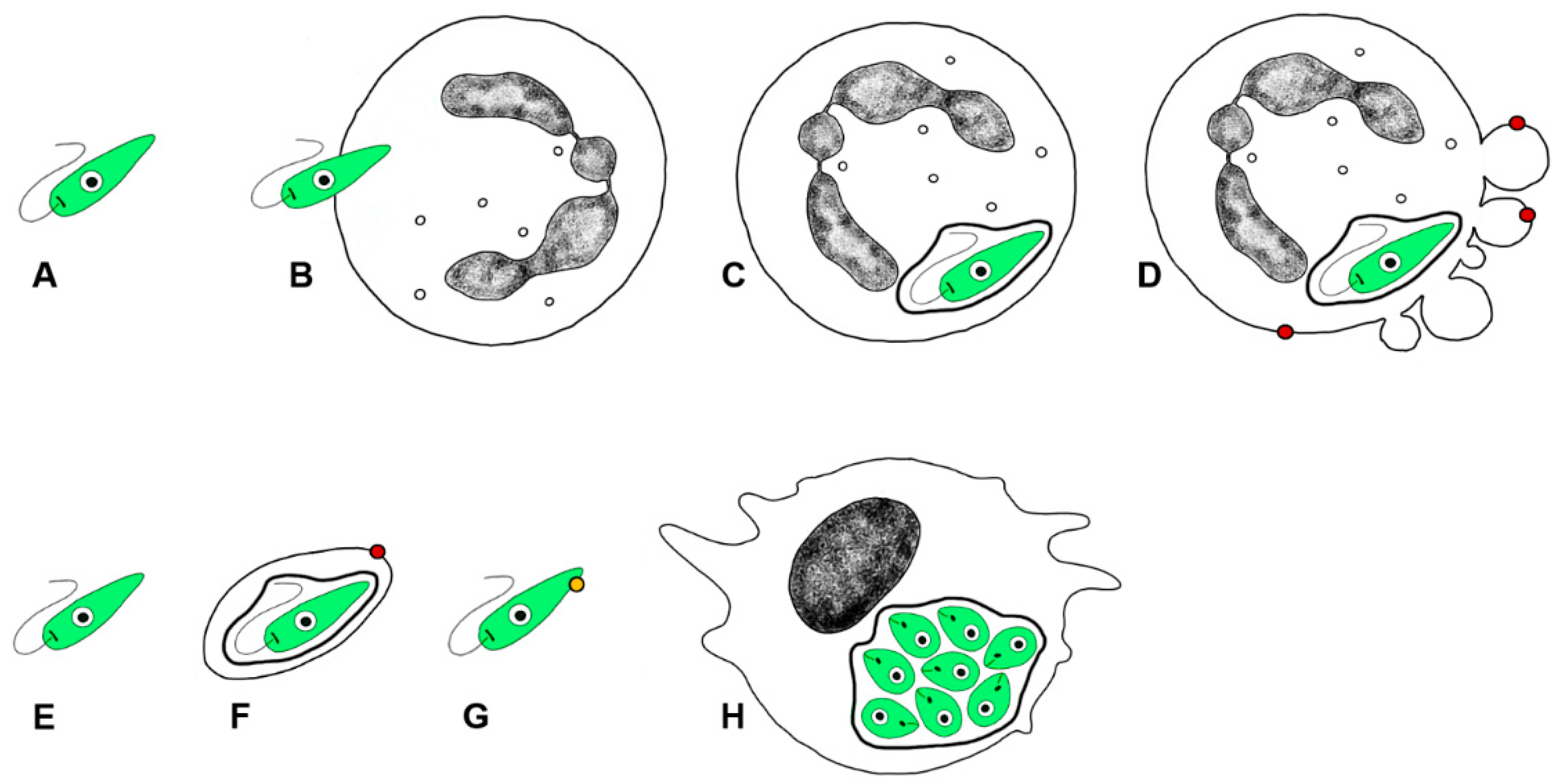 Microorganisms 09 02434 g004