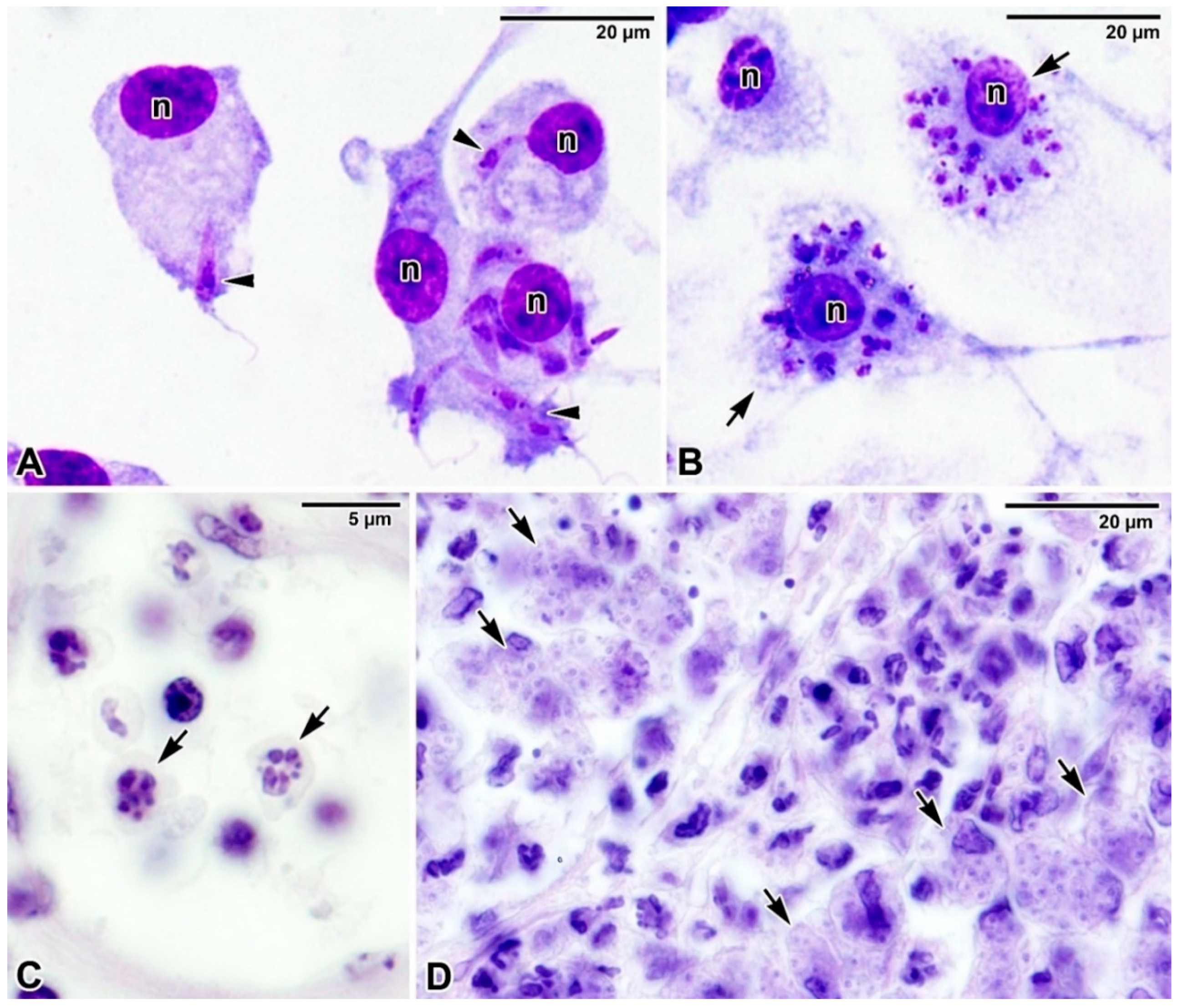 Microorganisms 09 02434 g005