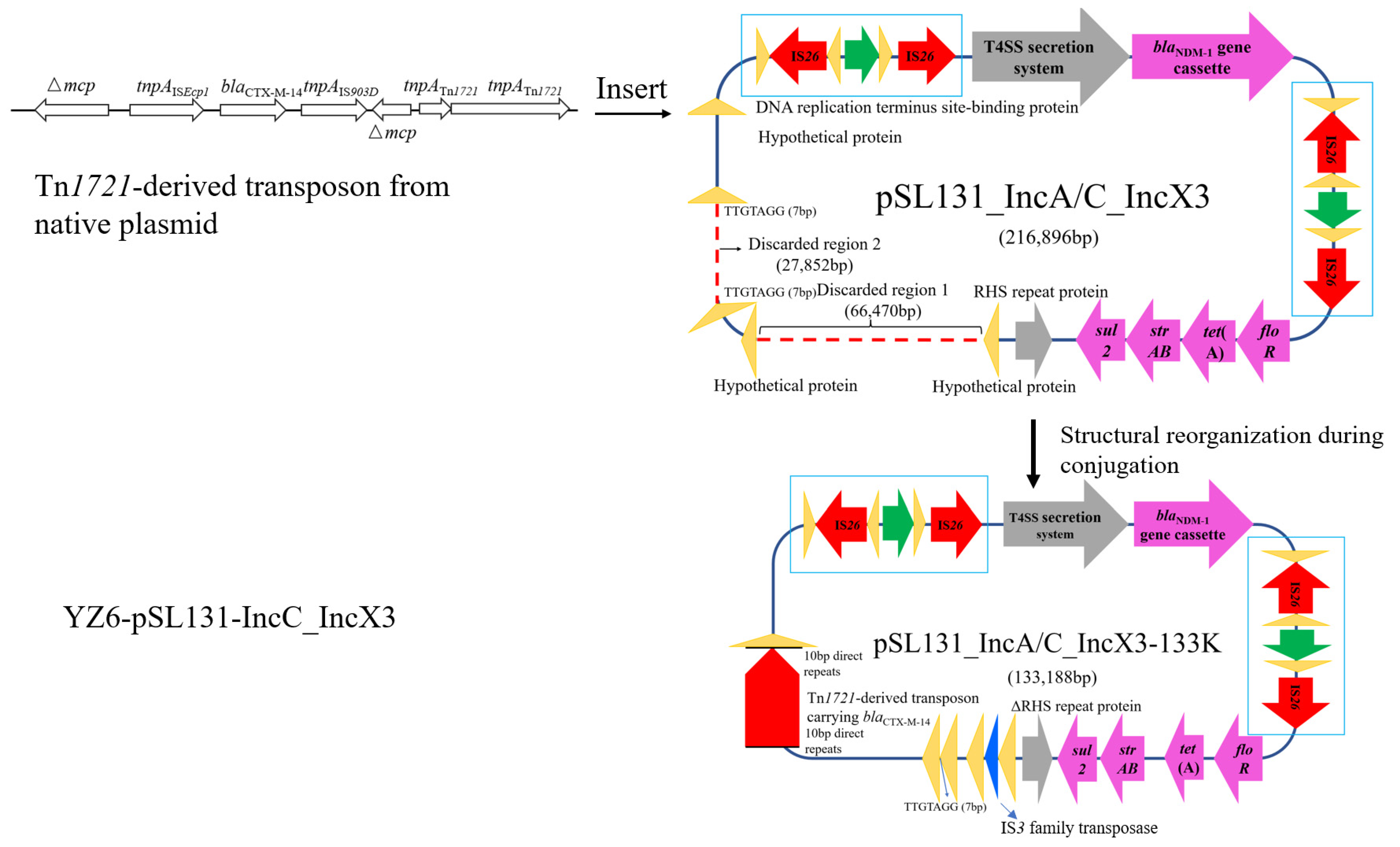 Microorganisms 09 02435 g003