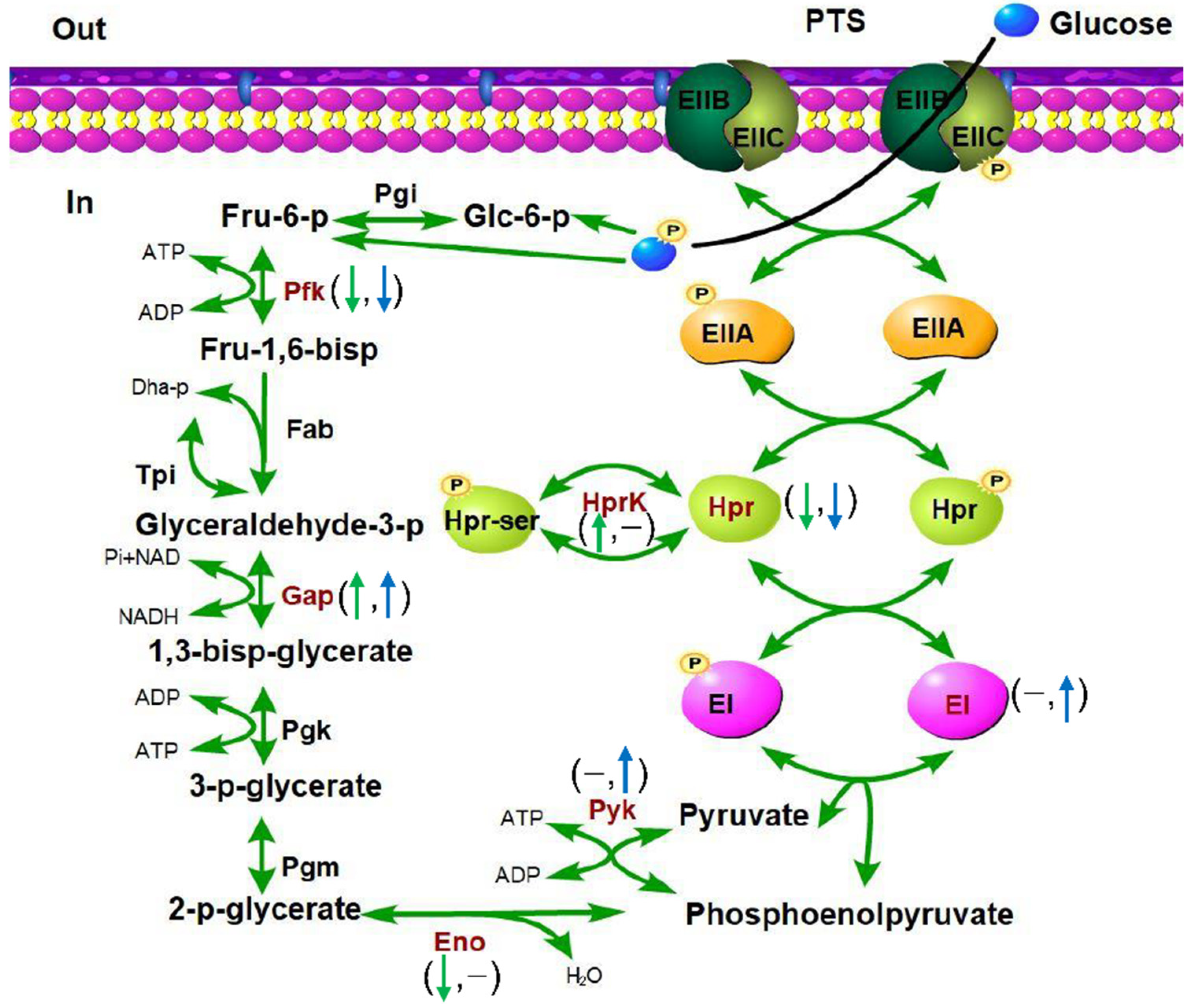 Microorganisms 09 02442 g009 Microorganisms 09 02442 g009