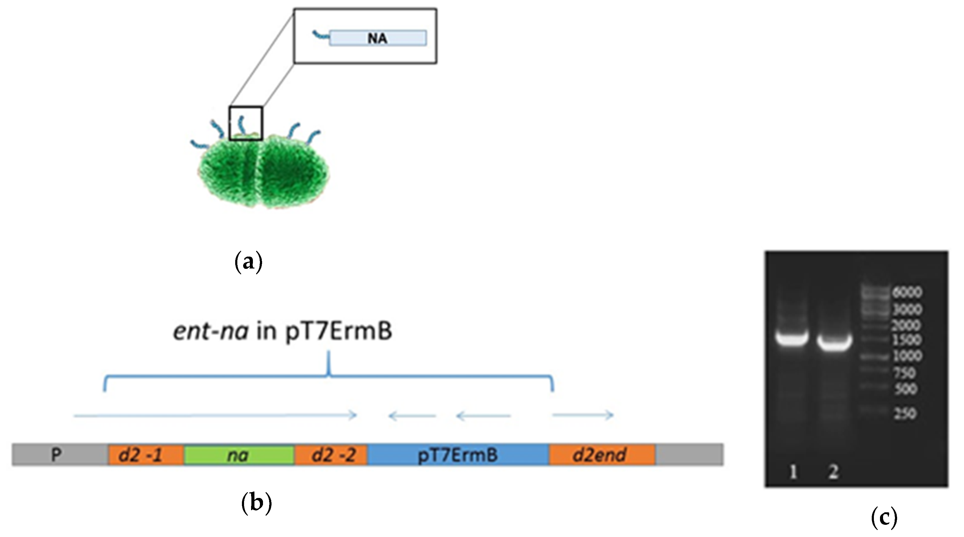 Microorganisms 09 02446 g002 Microorganisms 09 02446 g002
