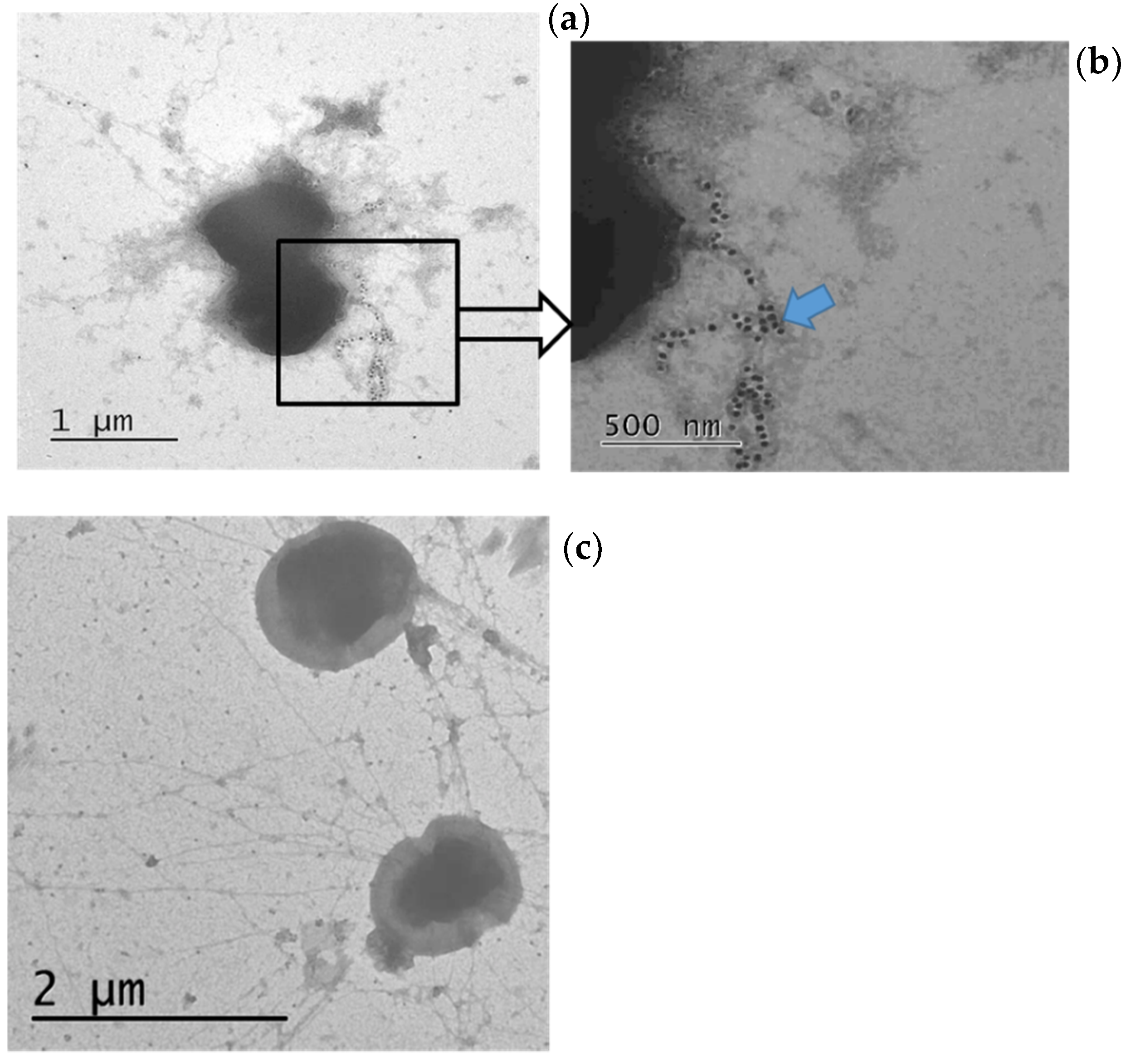 Microorganisms 09 02446 g004 Microorganisms 09 02446 g004