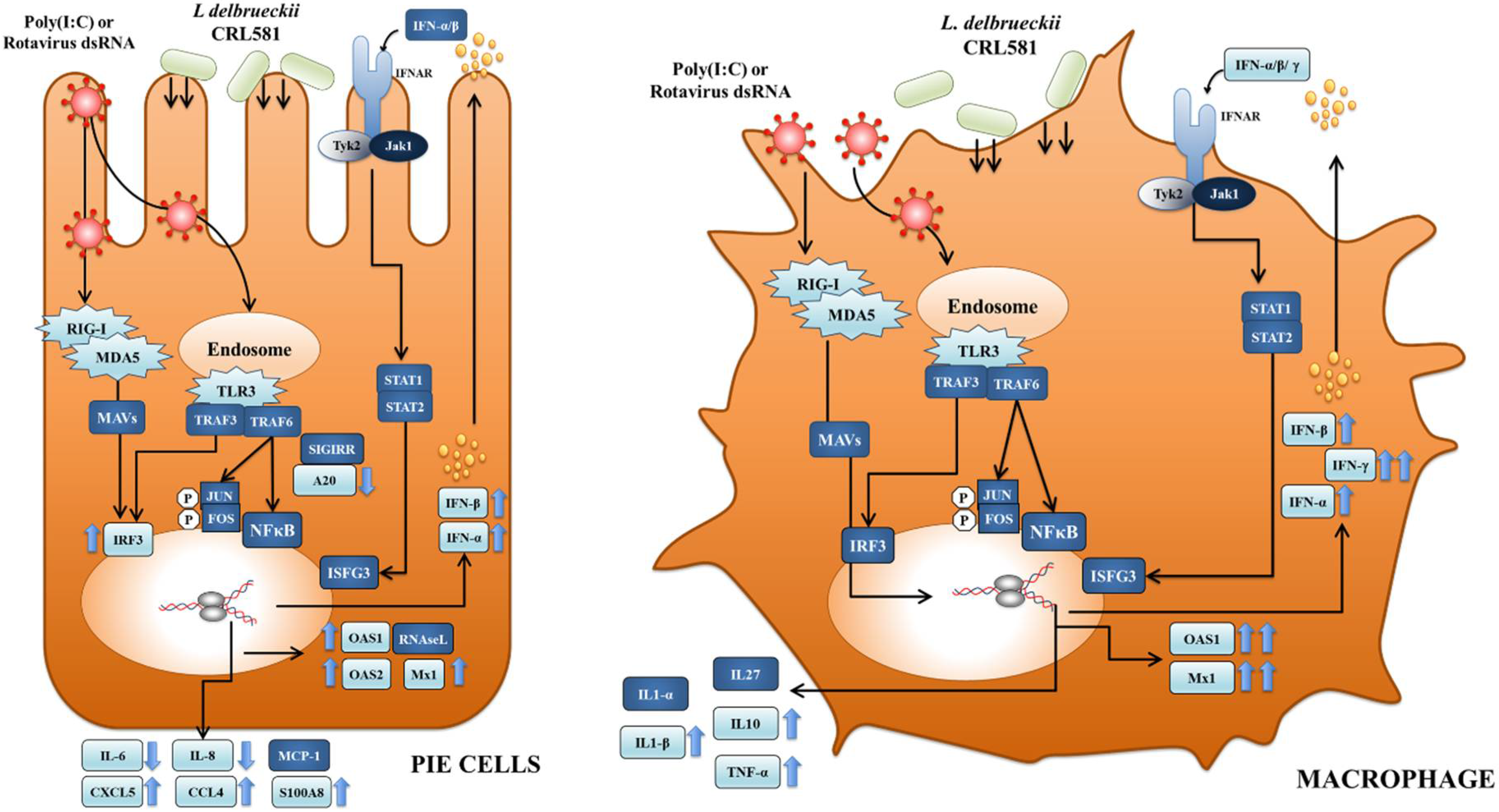 Microorganisms 09 02449 g009 Microorganisms 09 02449 g009