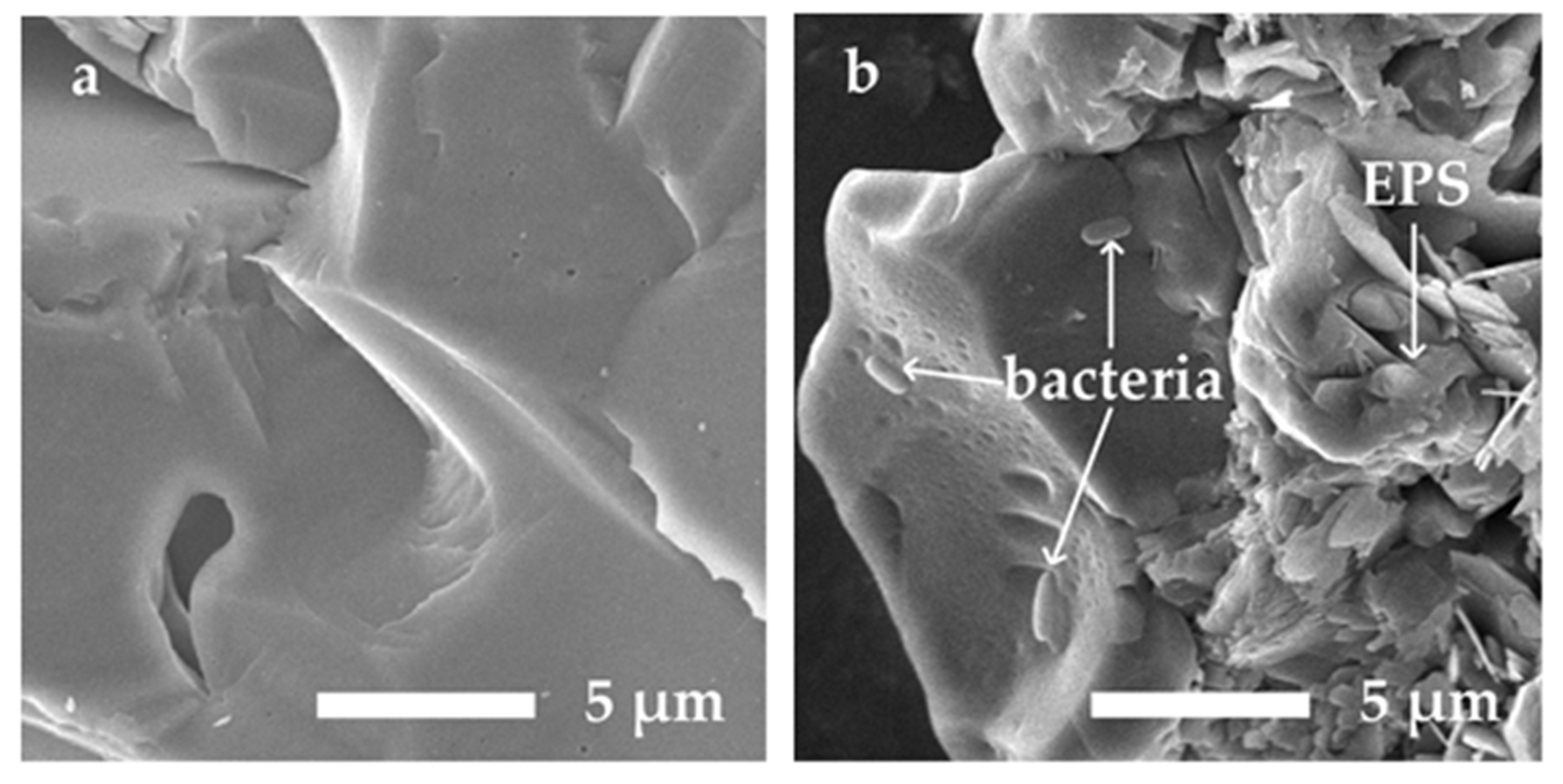 Microorganisms 09 02466 g006