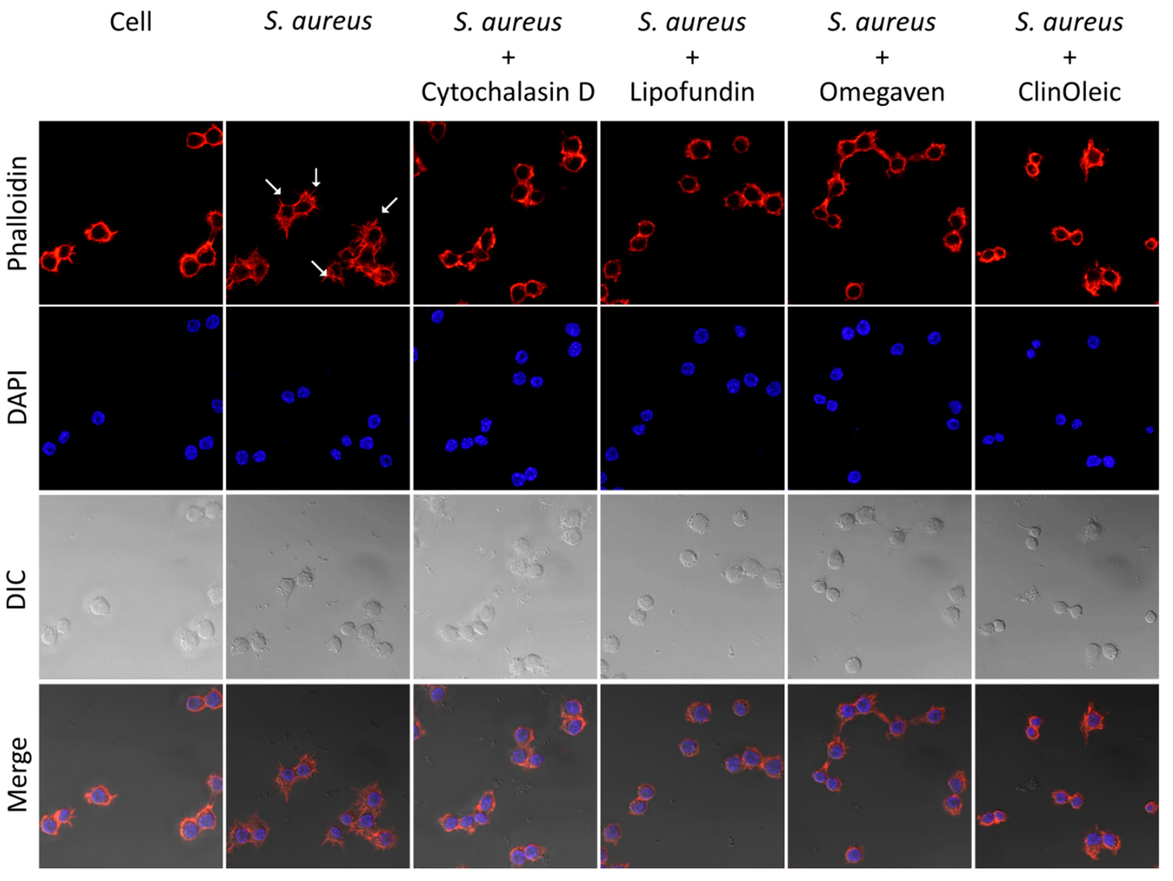 Microorganisms 09 02479 g004 550