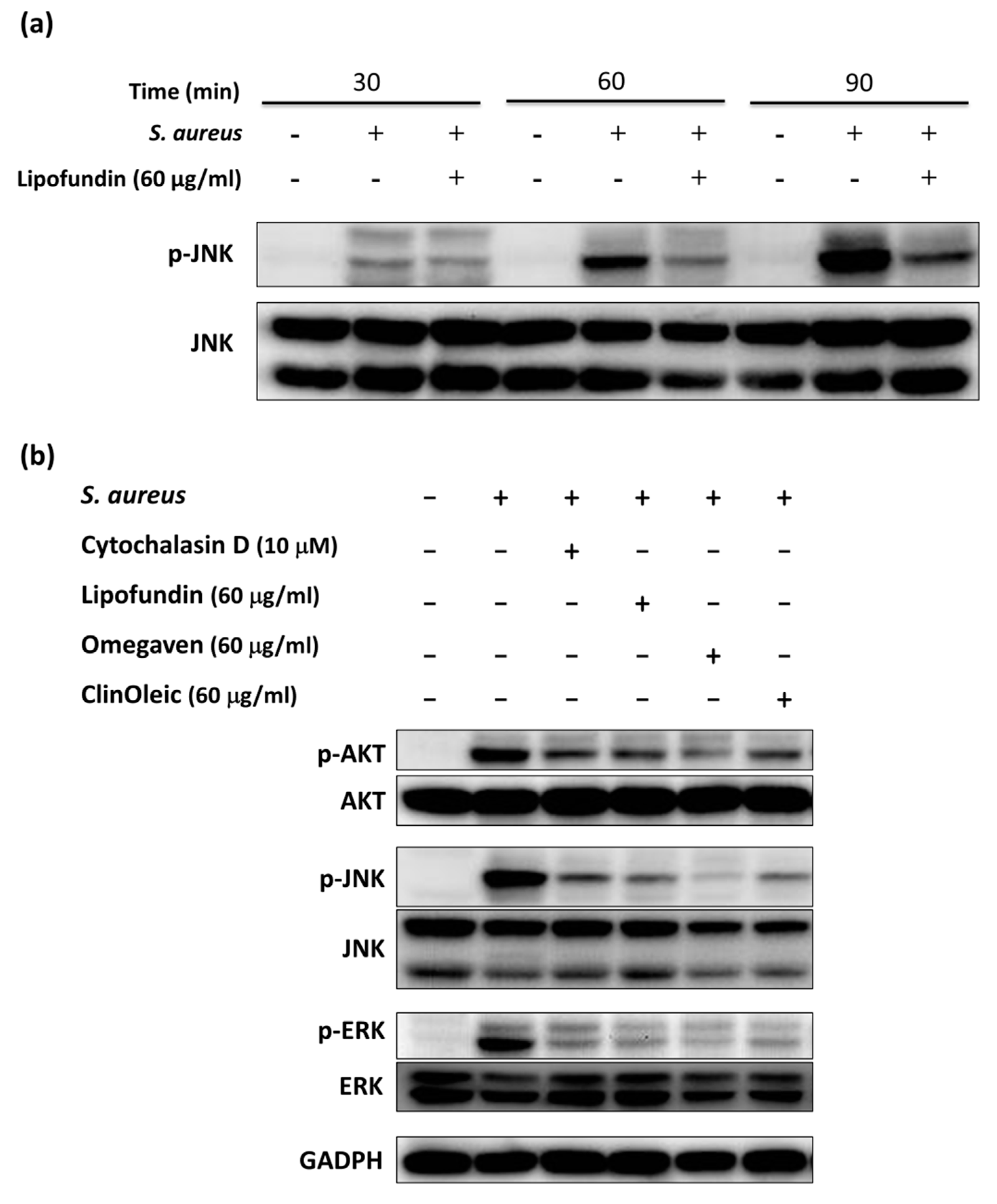 Microorganisms 09 02479 g005a 550
