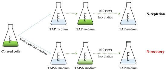 BE：FIRST / THE FIRST FINAL THE FIRST -BM Coordinating Carbon Metabolism and Cell Cycle of
