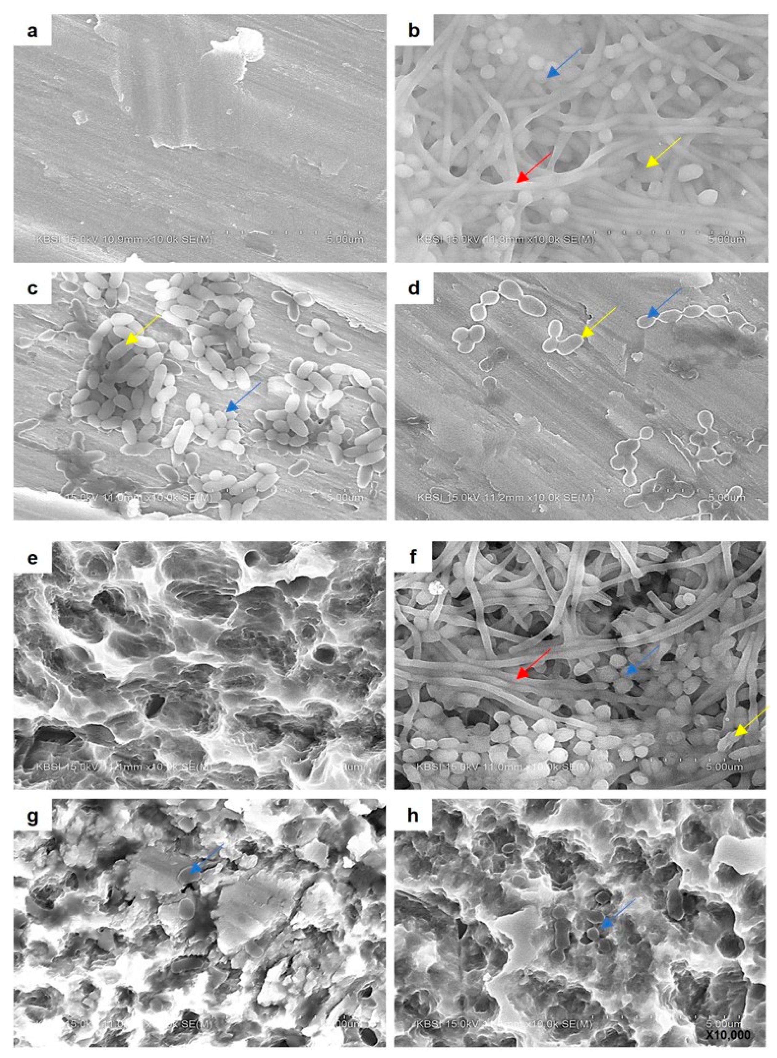 Microorganisms 09 02482 g008 550