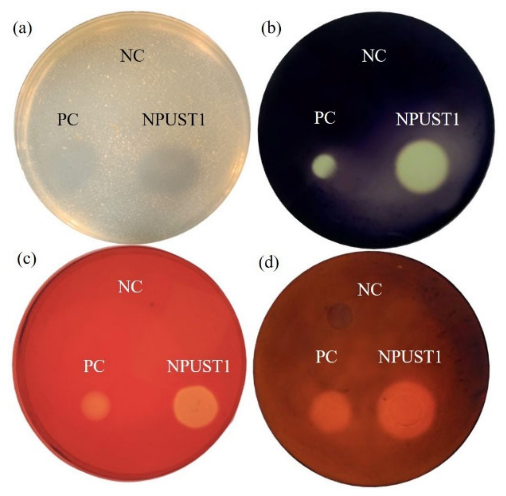 Microorganisms 09 02494 g001