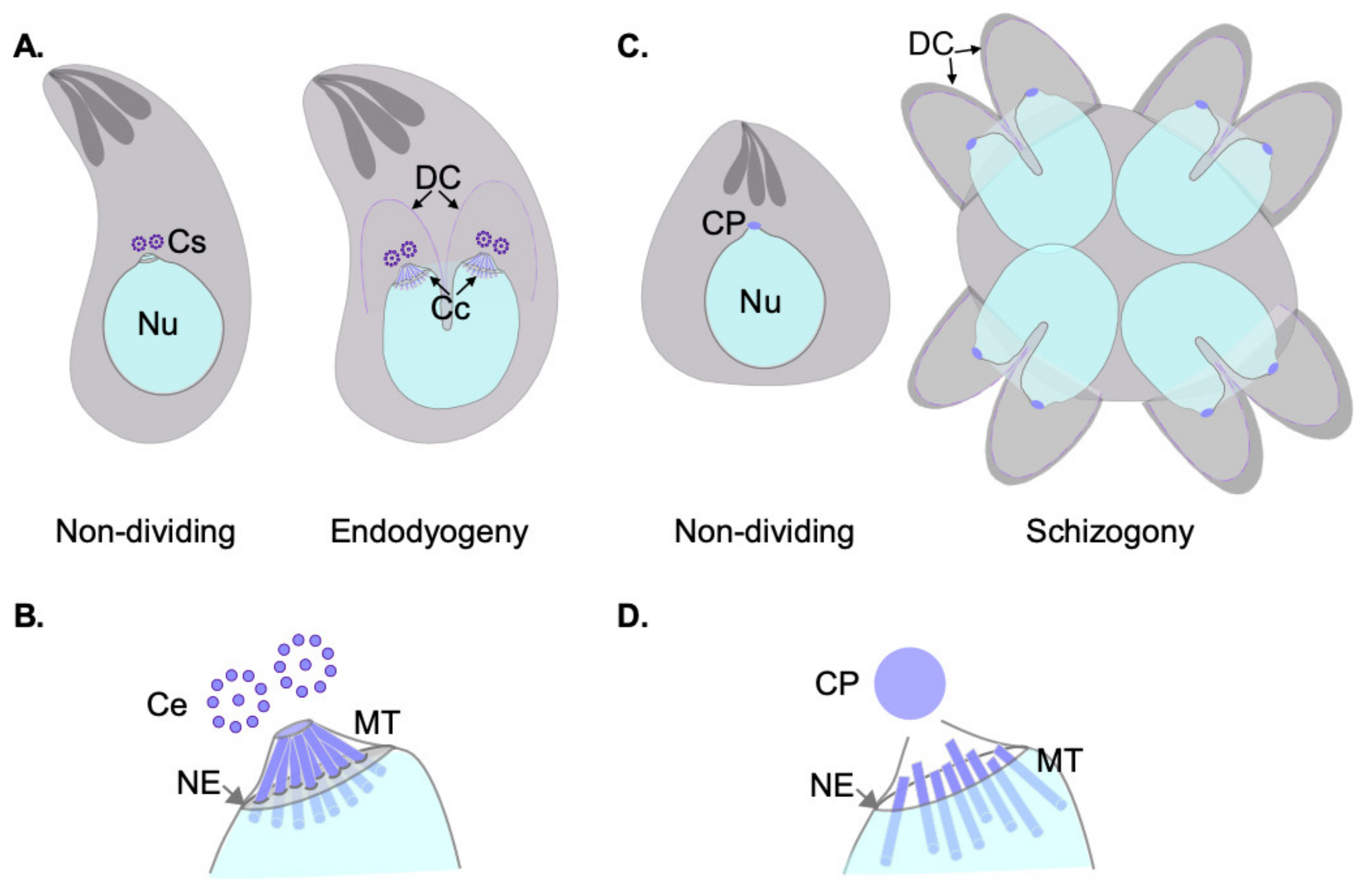 The G2 phase controls binary division of Toxoplasma gondii