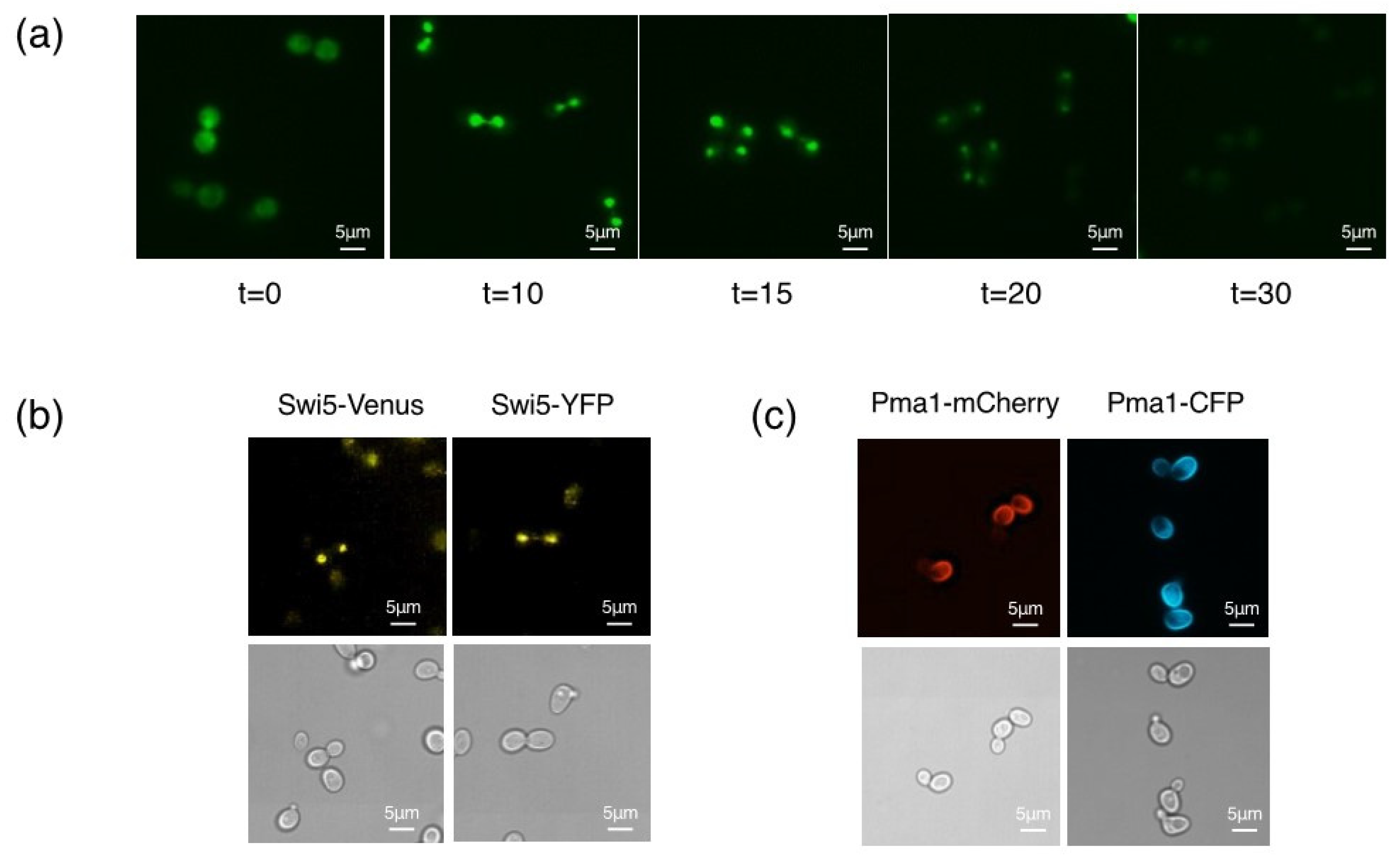 Microorganisms 09 02505 g003 550