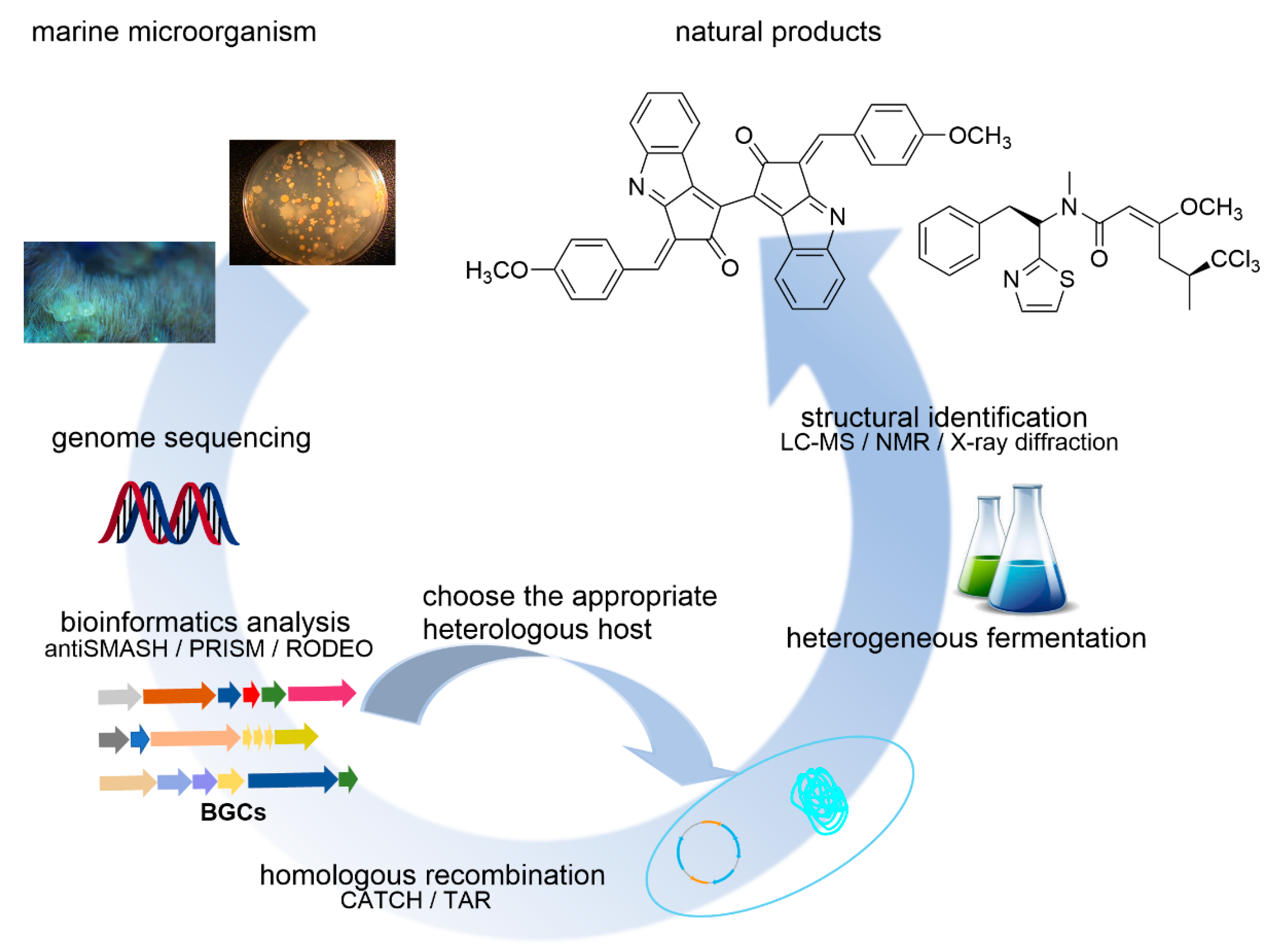 Microorganisms 09 02551 g003
