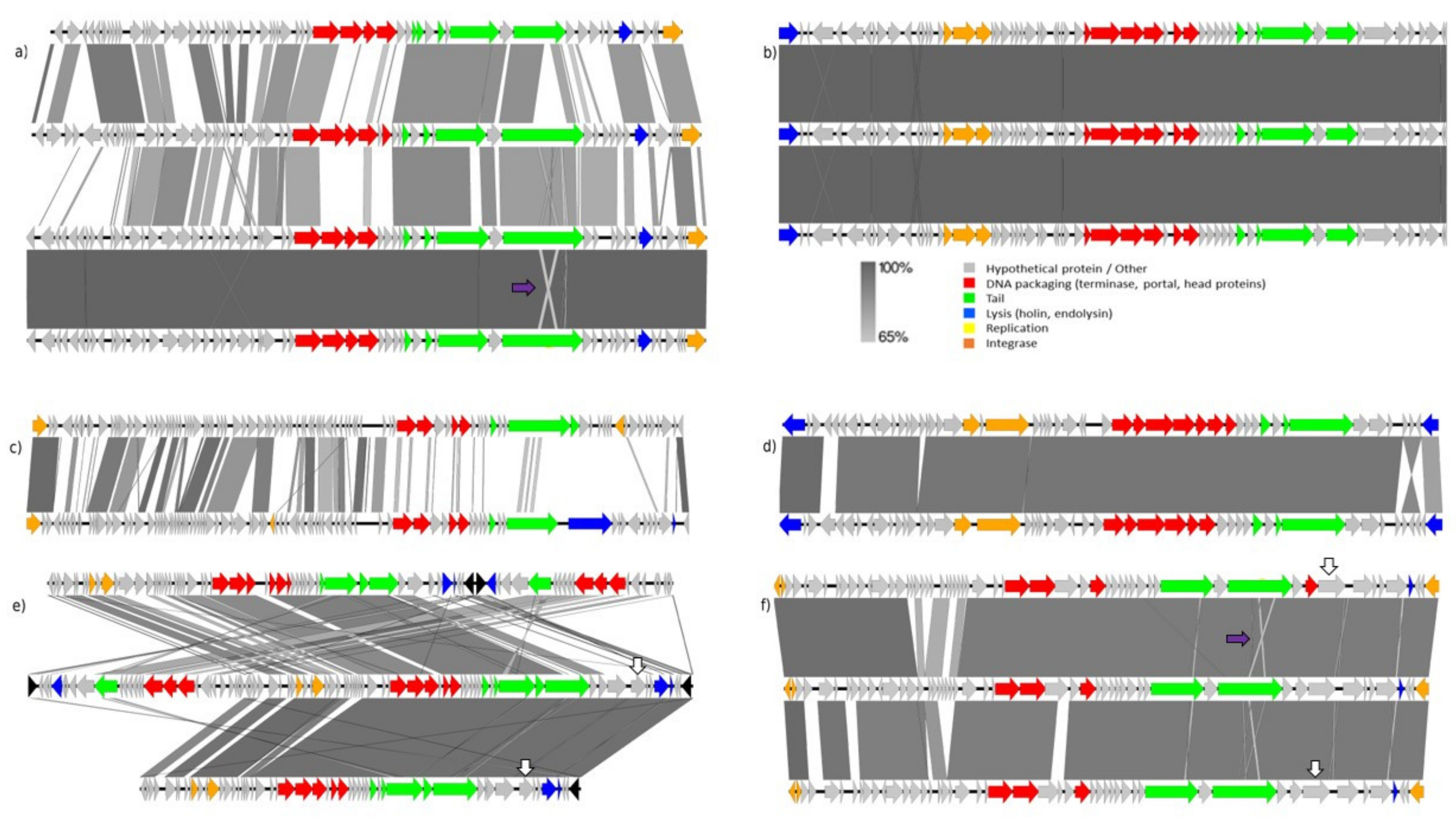 Microorganisms 09 02559 g004
