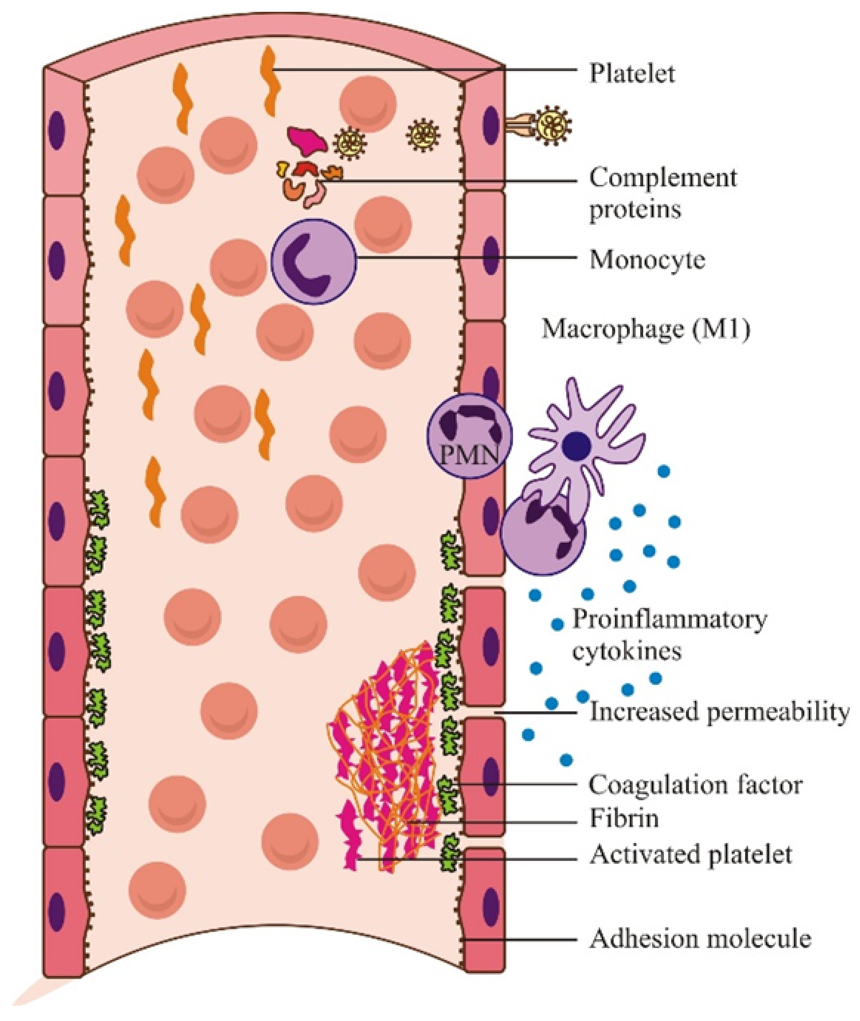 Microorganisms 09 02578 g002