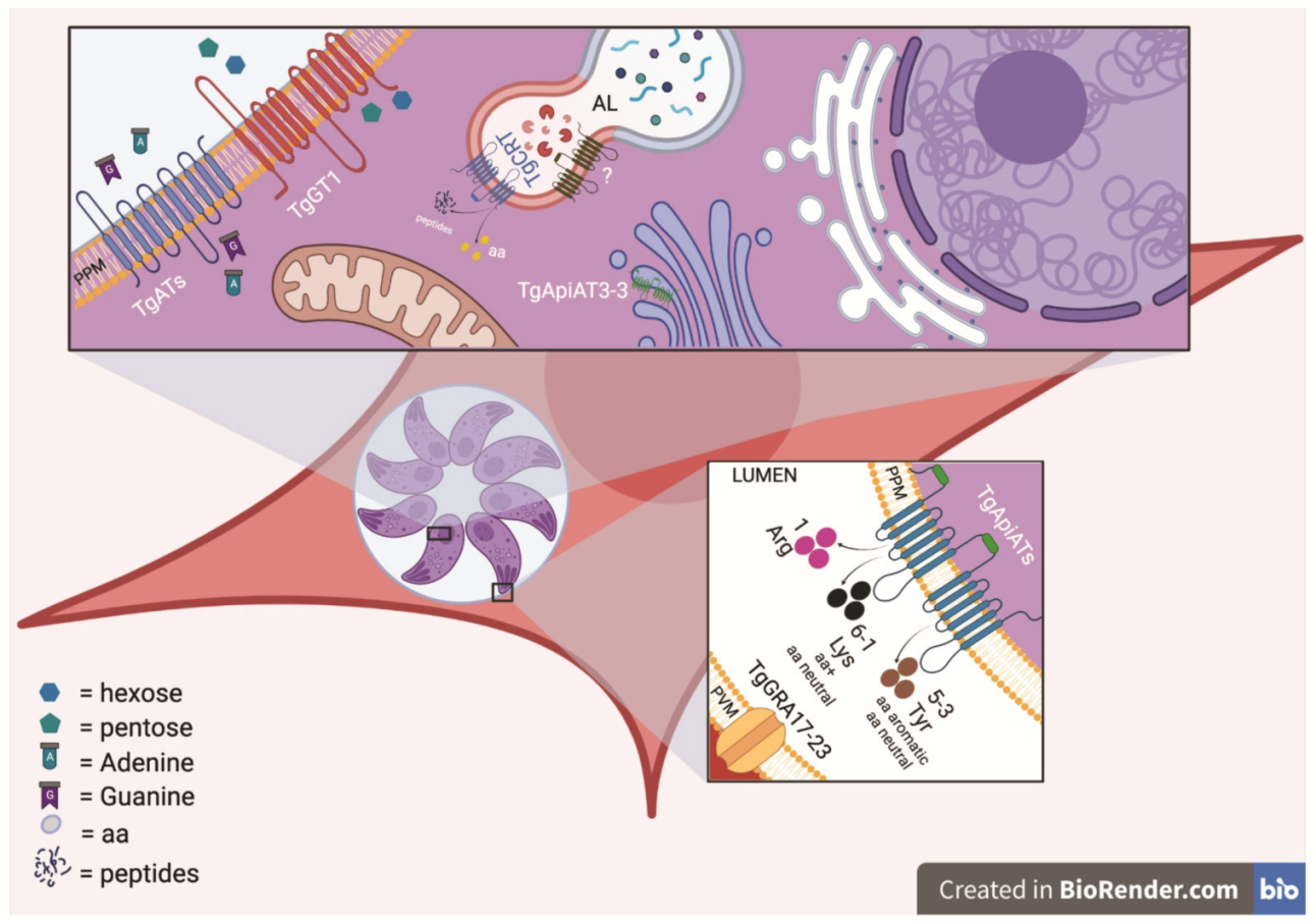 Microorganisms 09 02592 g002 Microorganisms 09 02592 g002
