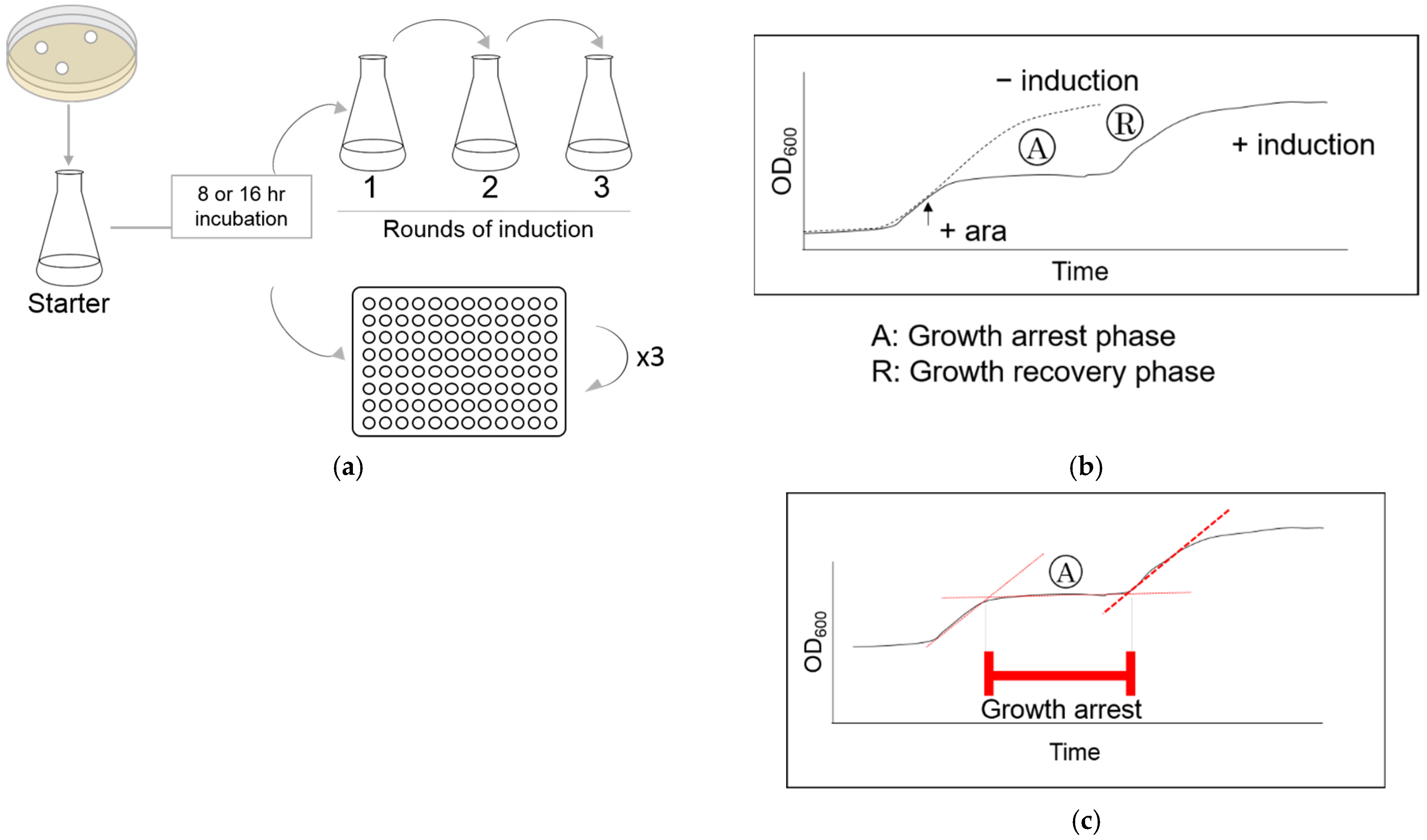 Microorganisms 09 02594 g001 550
