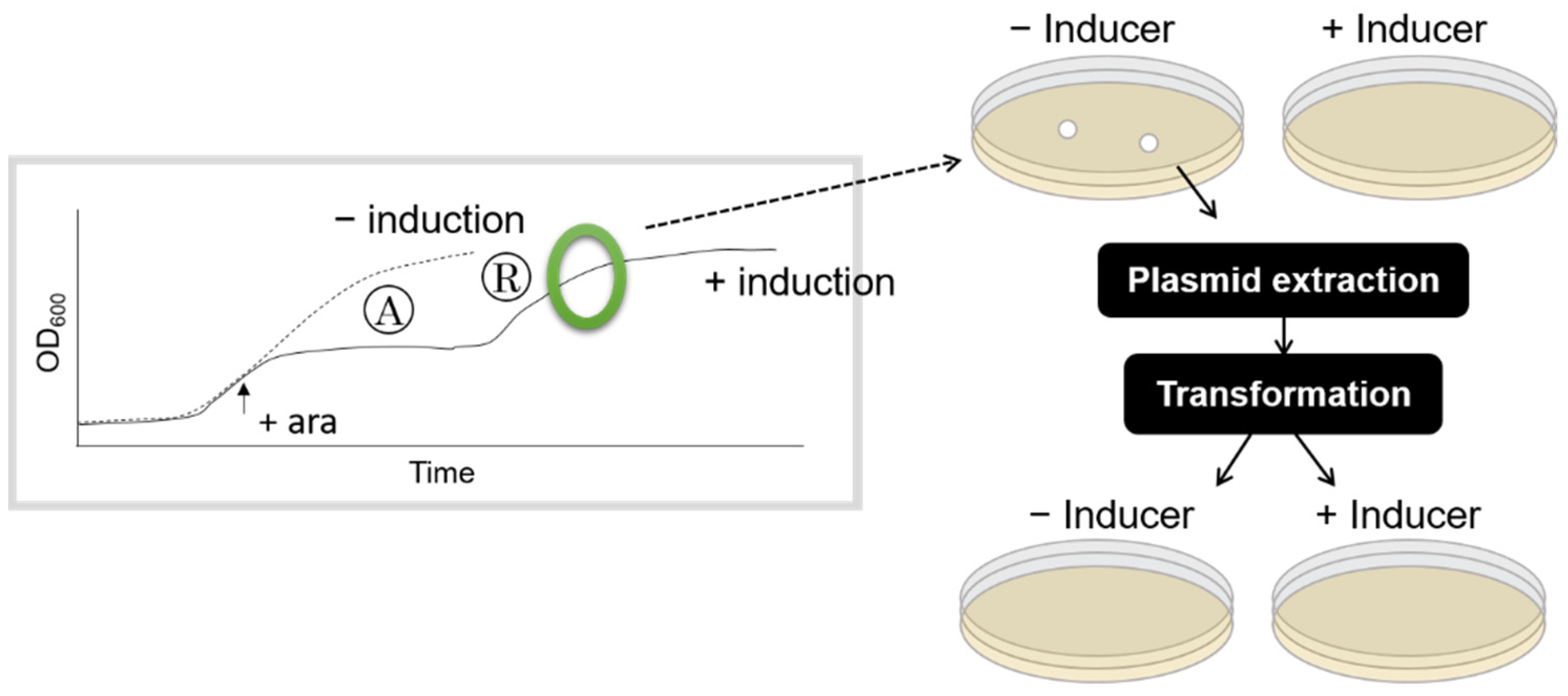 Microorganisms 09 02594 g002 550