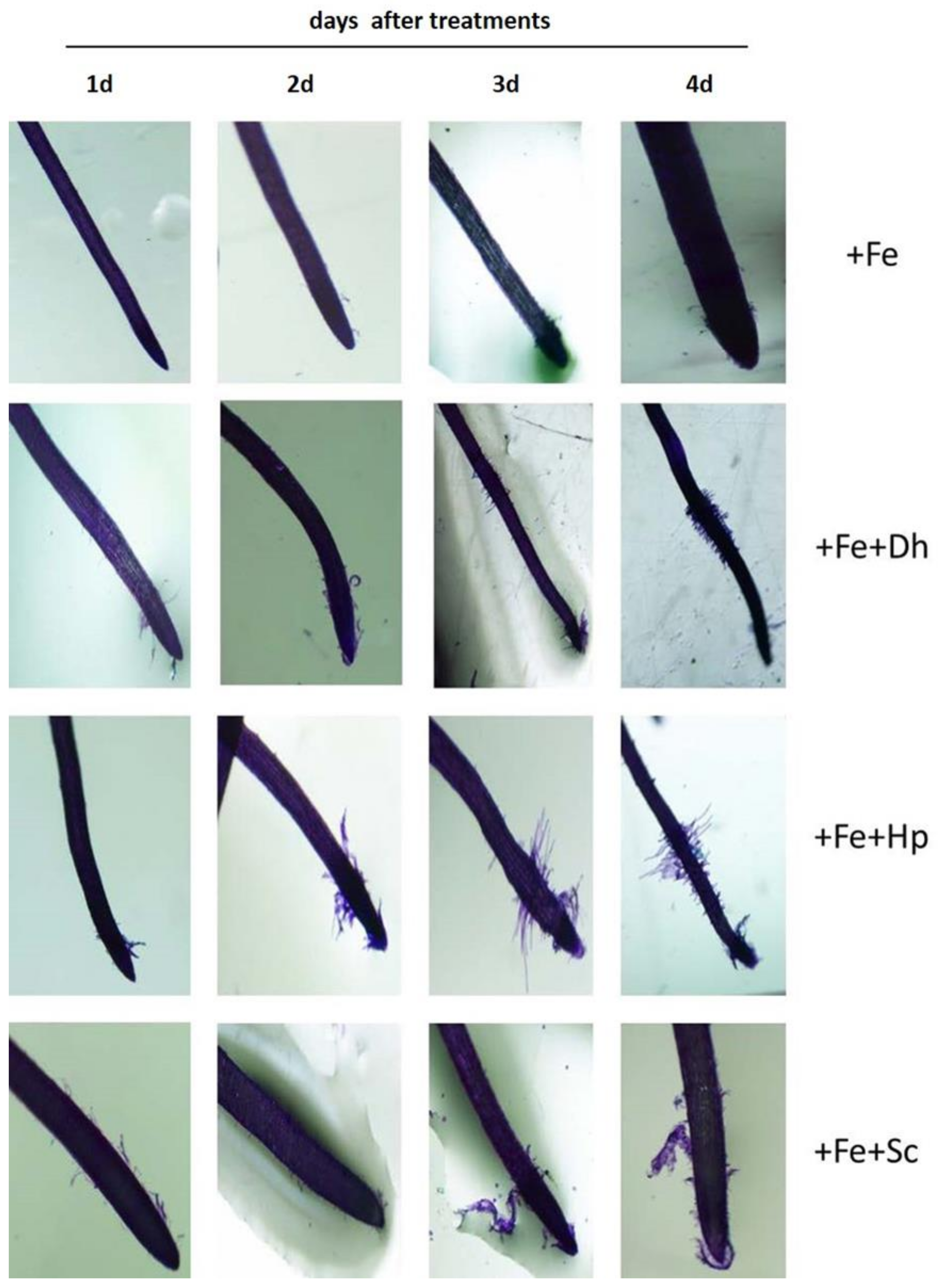 Microorganisms 09 02603 g005