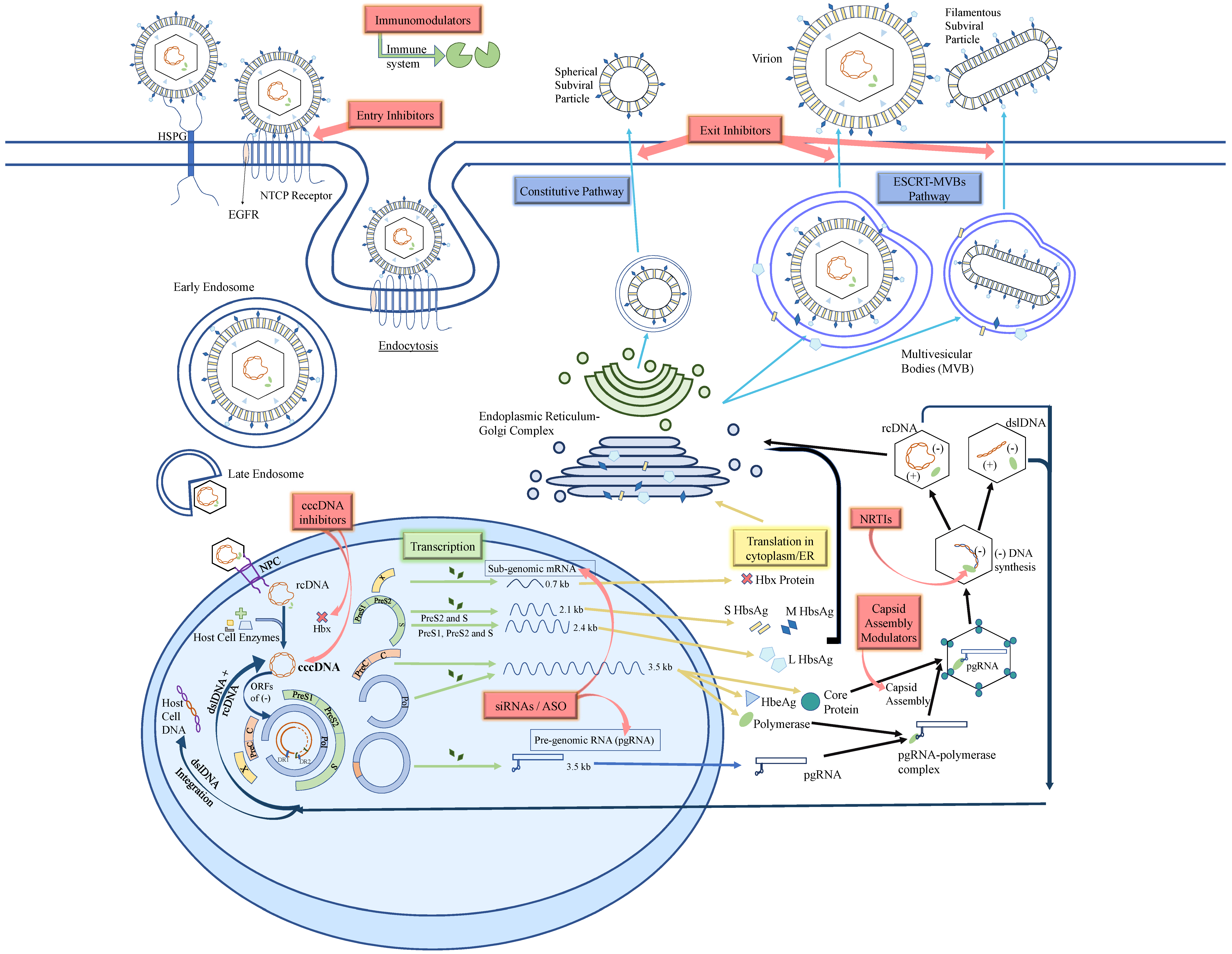 Microorganisms 09 02607 g002