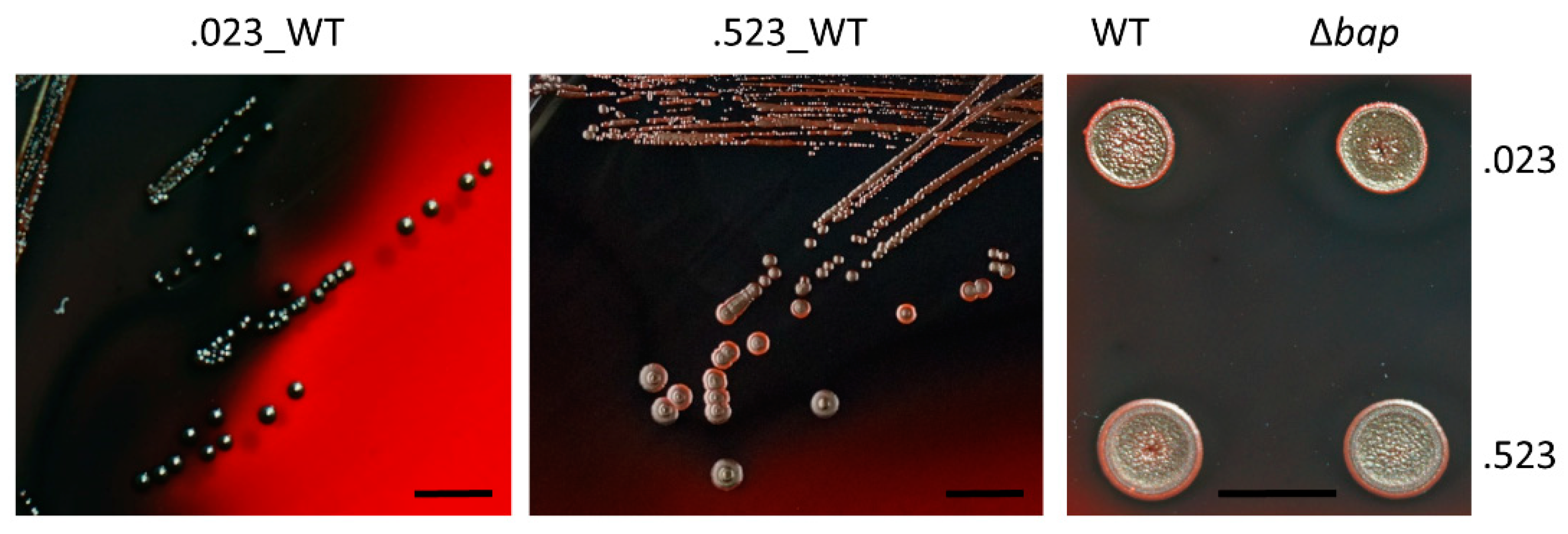 Microorganisms 09 02610 g004