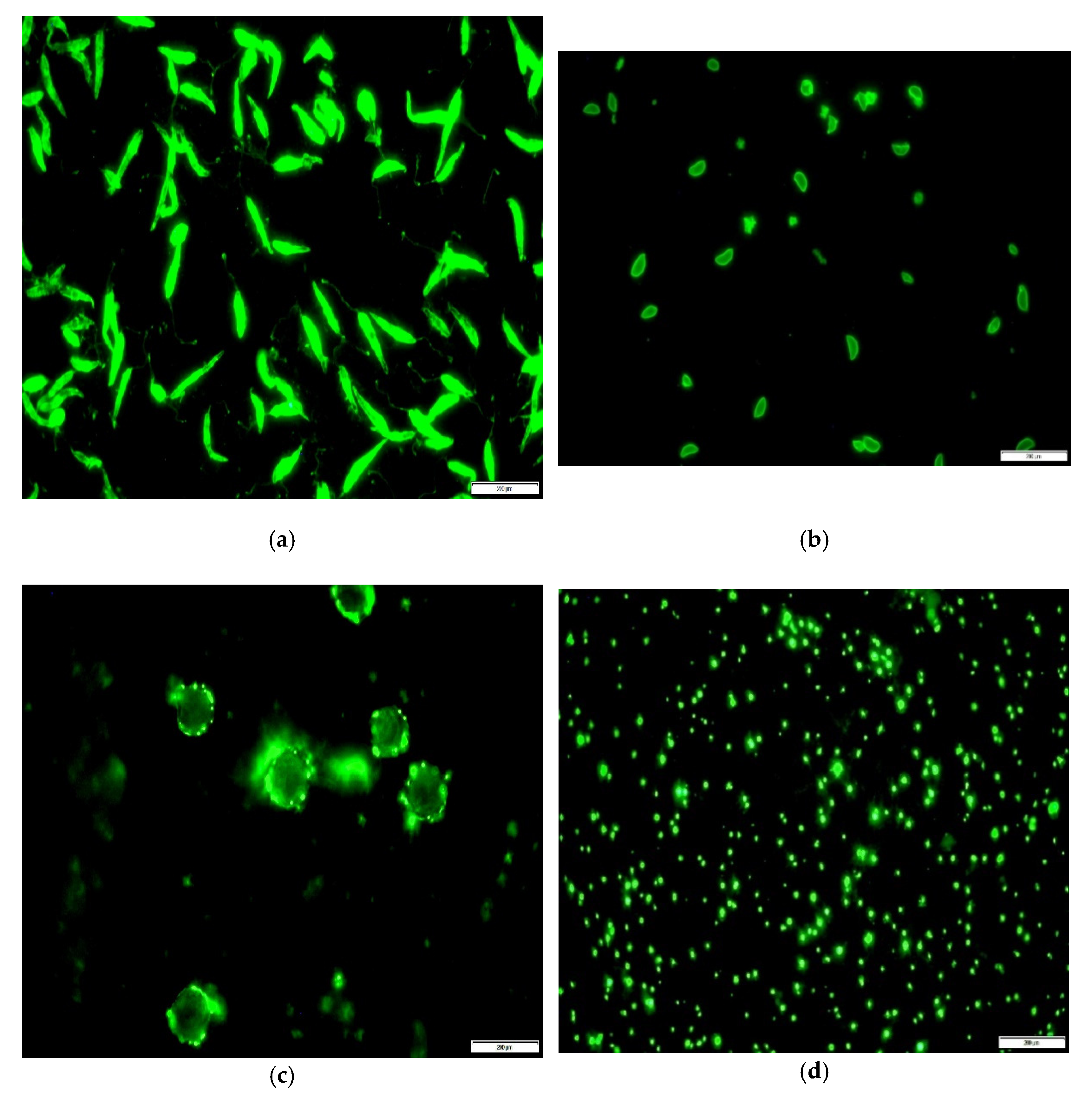 Microorganisms 09 02616 g001 Microorganisms 09 02616 g001