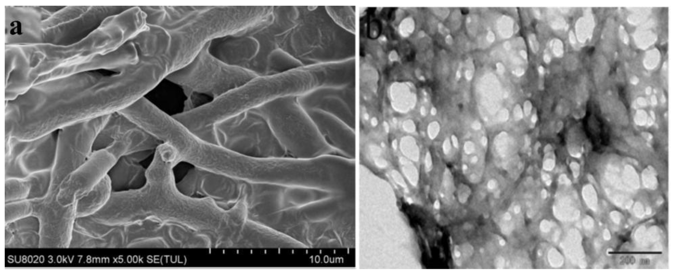 Microorganisms 10 00001 g004
