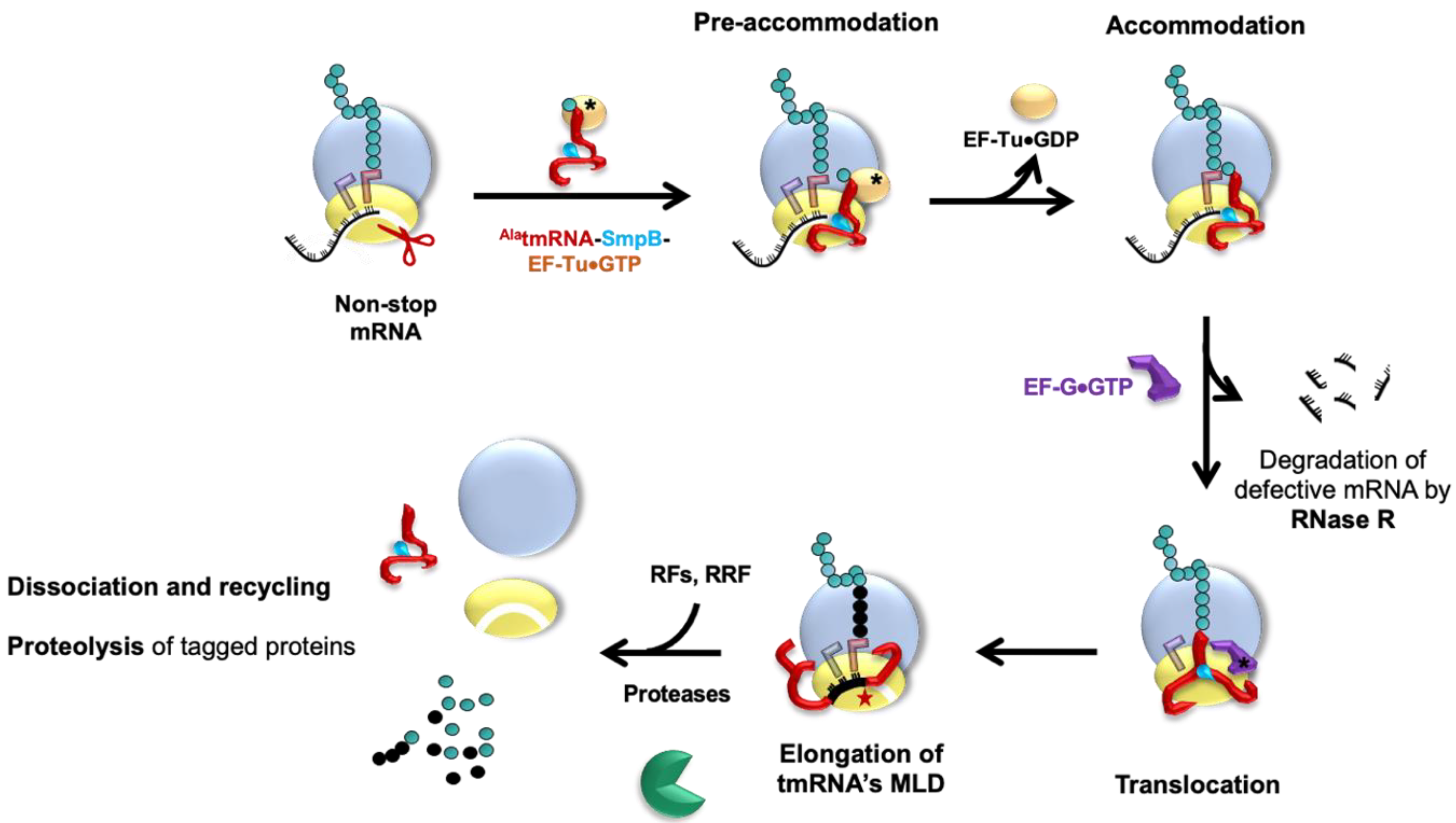 Microorganisms 10 00003 g003 Microorganisms 10 00003 g003