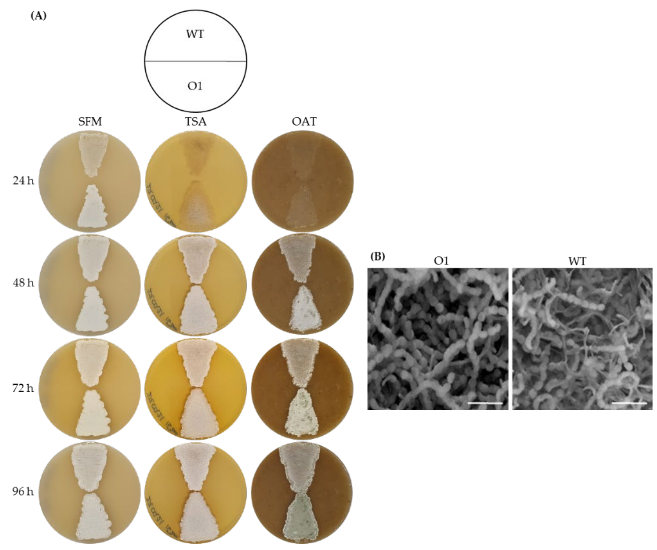 Microorganisms 10 00030 g003