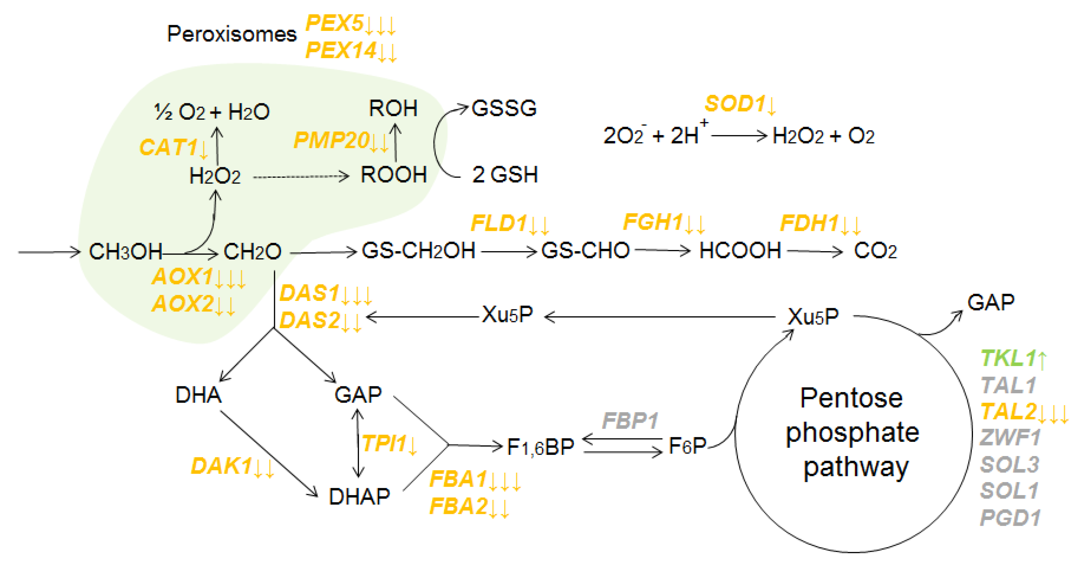 Microorganisms 10 00067 g002 Microorganisms 10 00067 g002