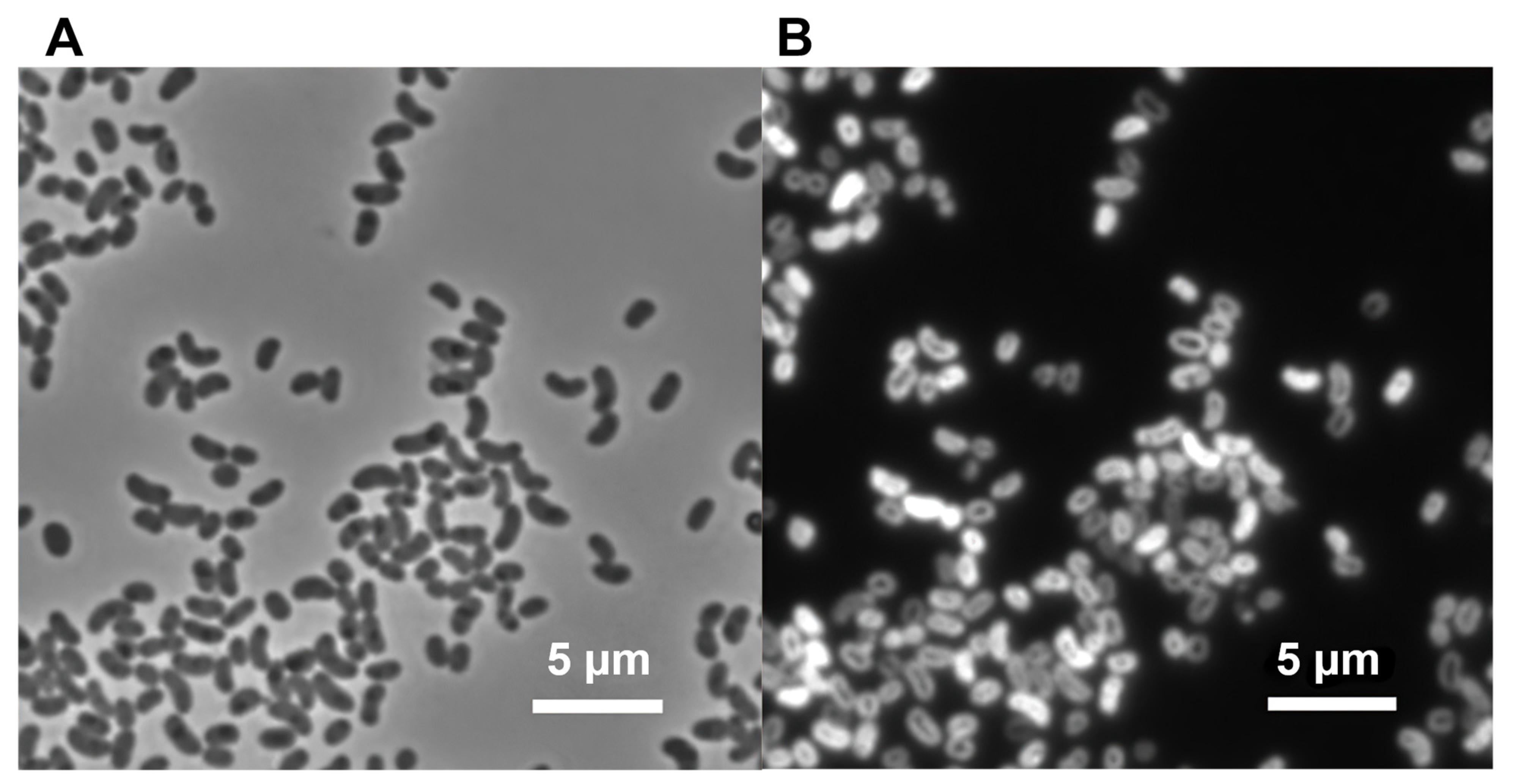 Microorganisms 10 00080 g001 Microorganisms 10 00080 g001