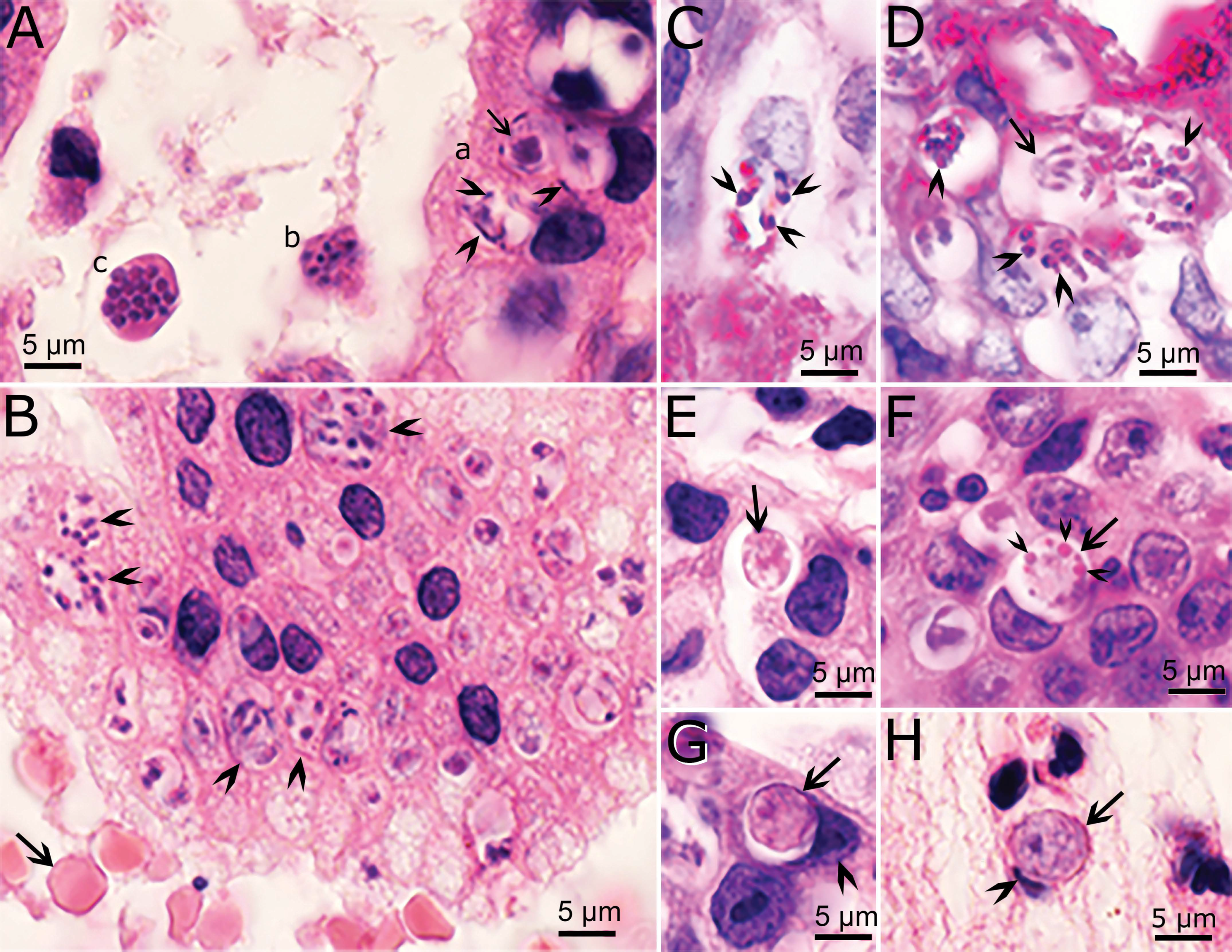 Microorganisms 10 00118 g002 Microorganisms 10 00118 g002