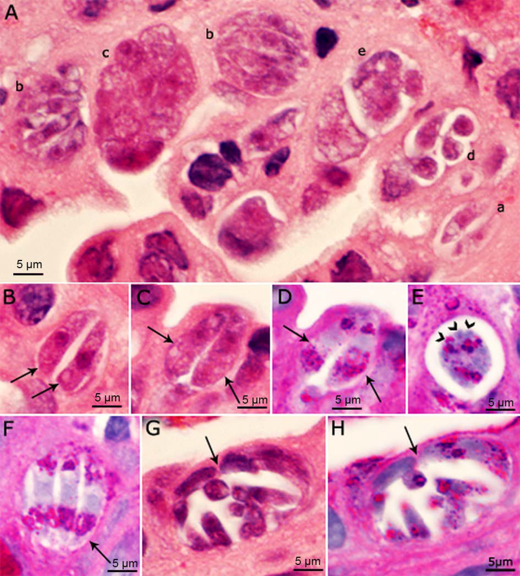 Microorganisms 10 00118 g003 Microorganisms 10 00118 g003