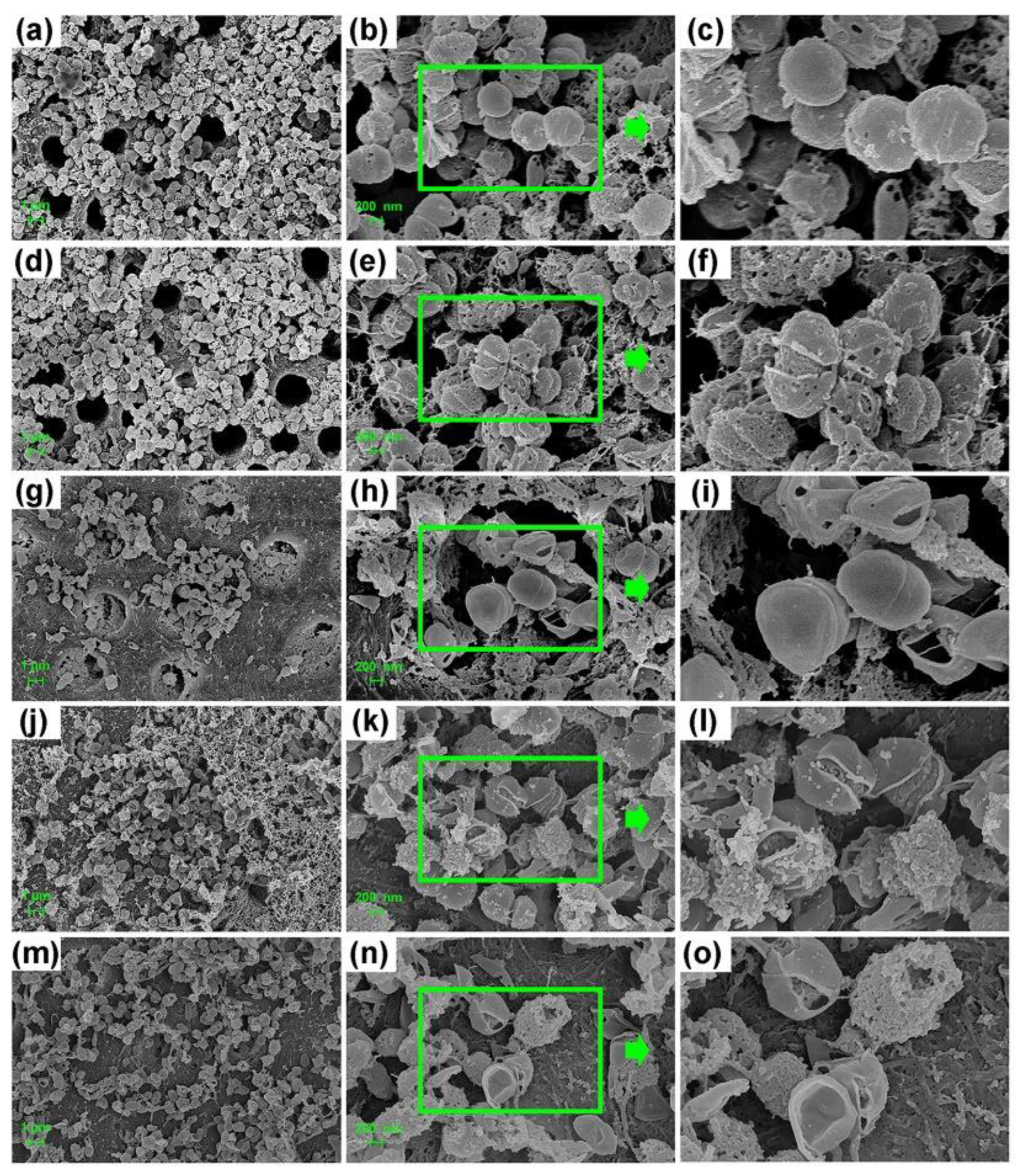 Microorganisms 10 00124 g004