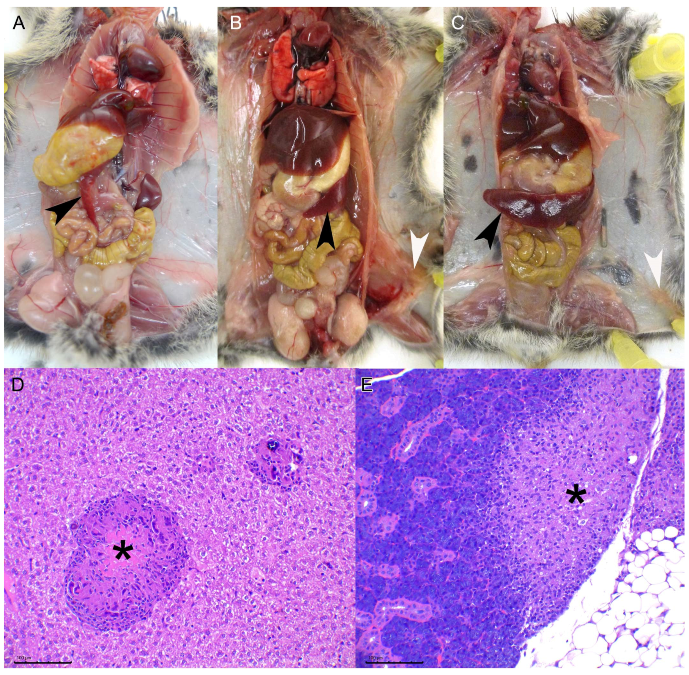 Microorganisms 10 00135 g001