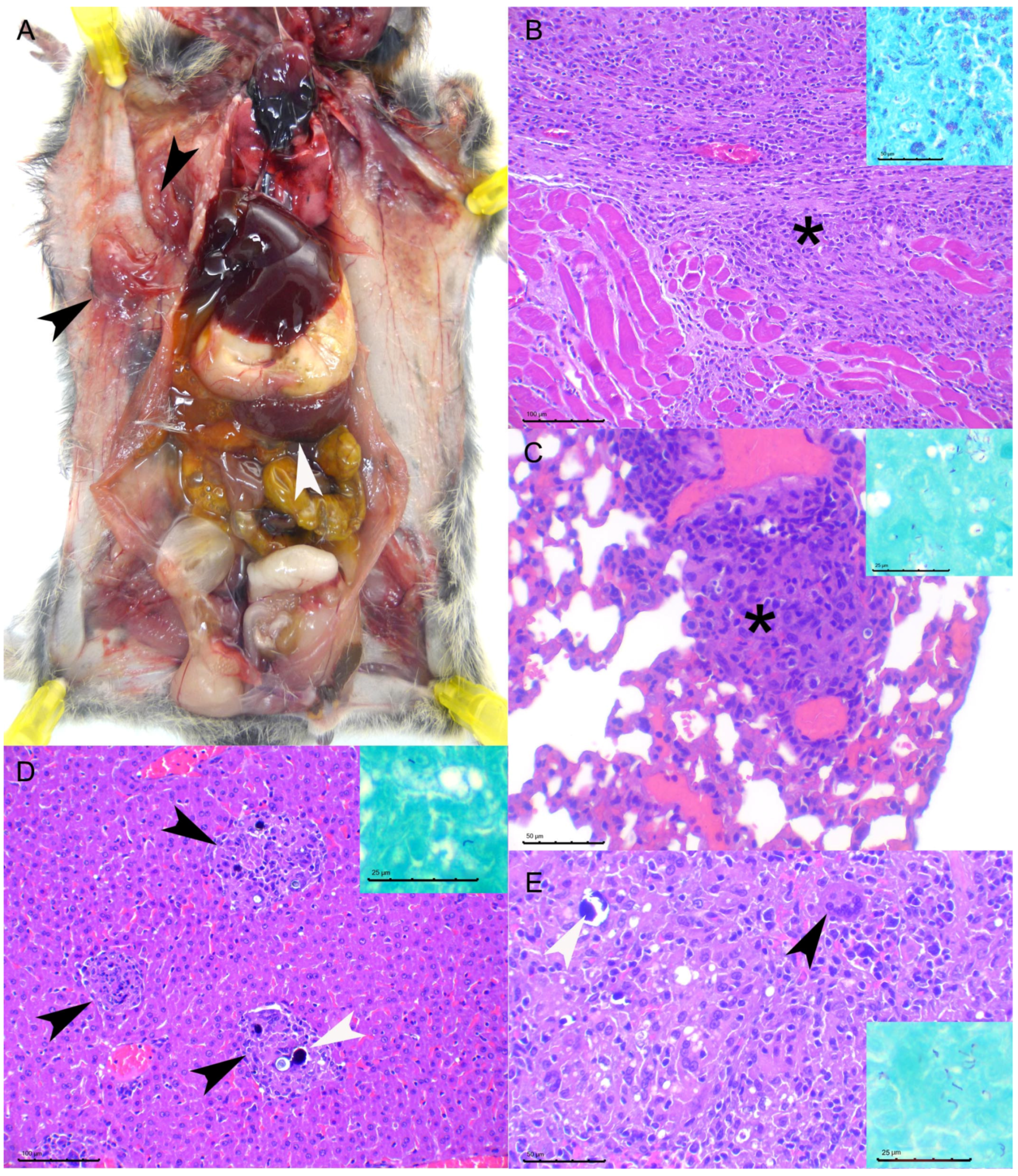 Microorganisms 10 00135 g002