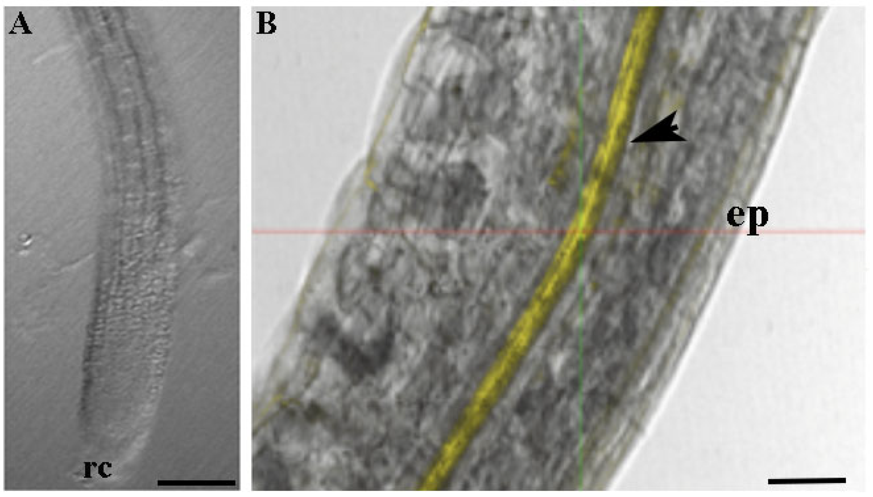 Microorganisms 10 00136 g004 550