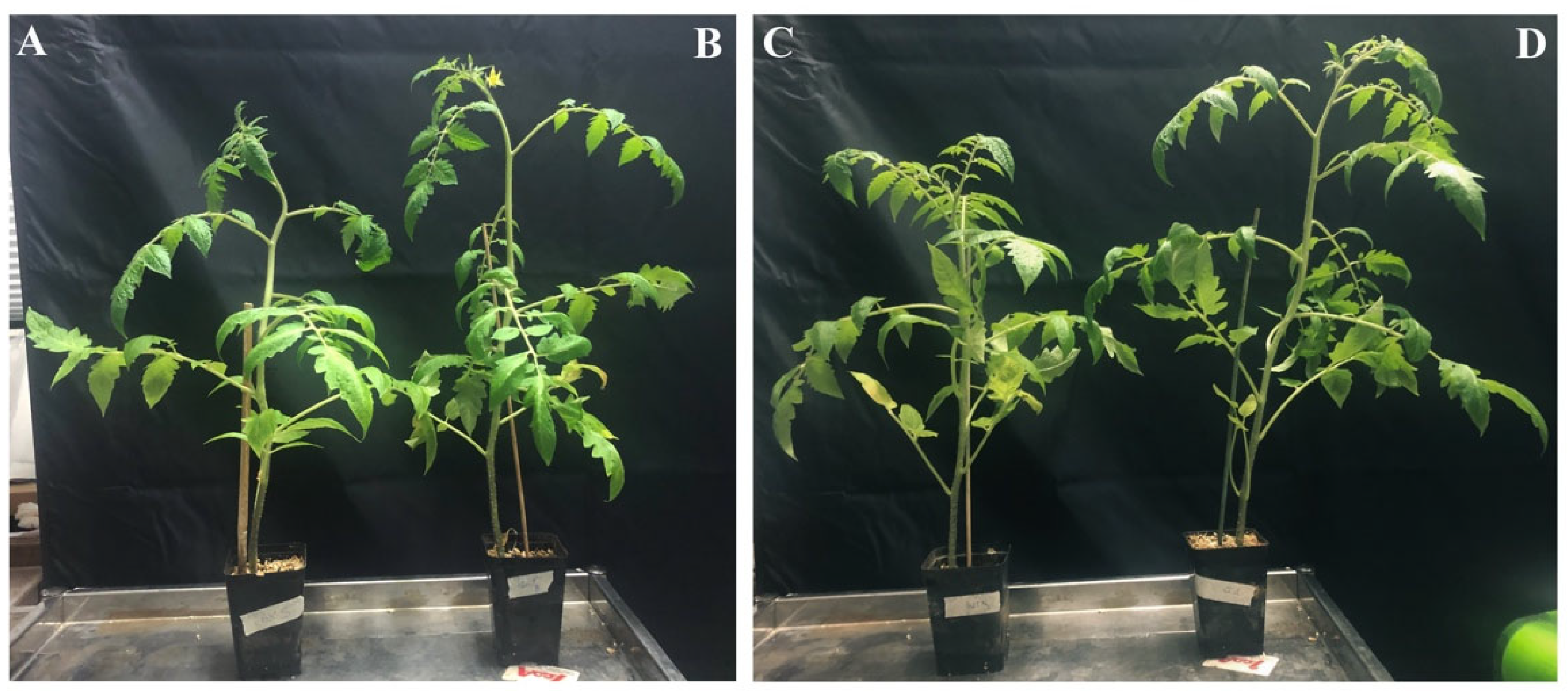 Microorganisms 10 00136 g008 550