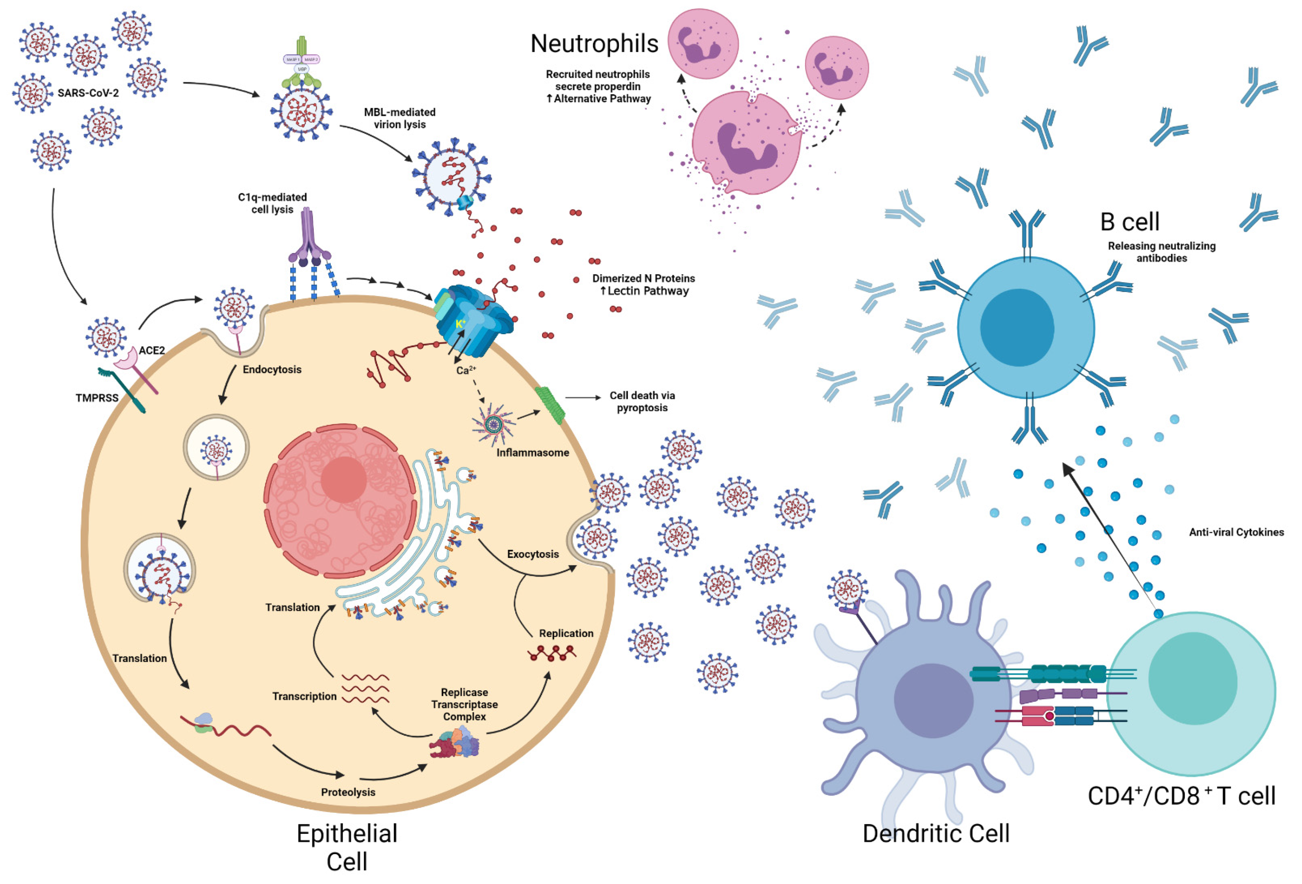 gemakkelijk kom tot rust katje Microorganisms | Free Full-Text | Extra-Pulmonary Complications in  SARS-CoV-2 Infection: A Comprehensive Multi Organ-System Review