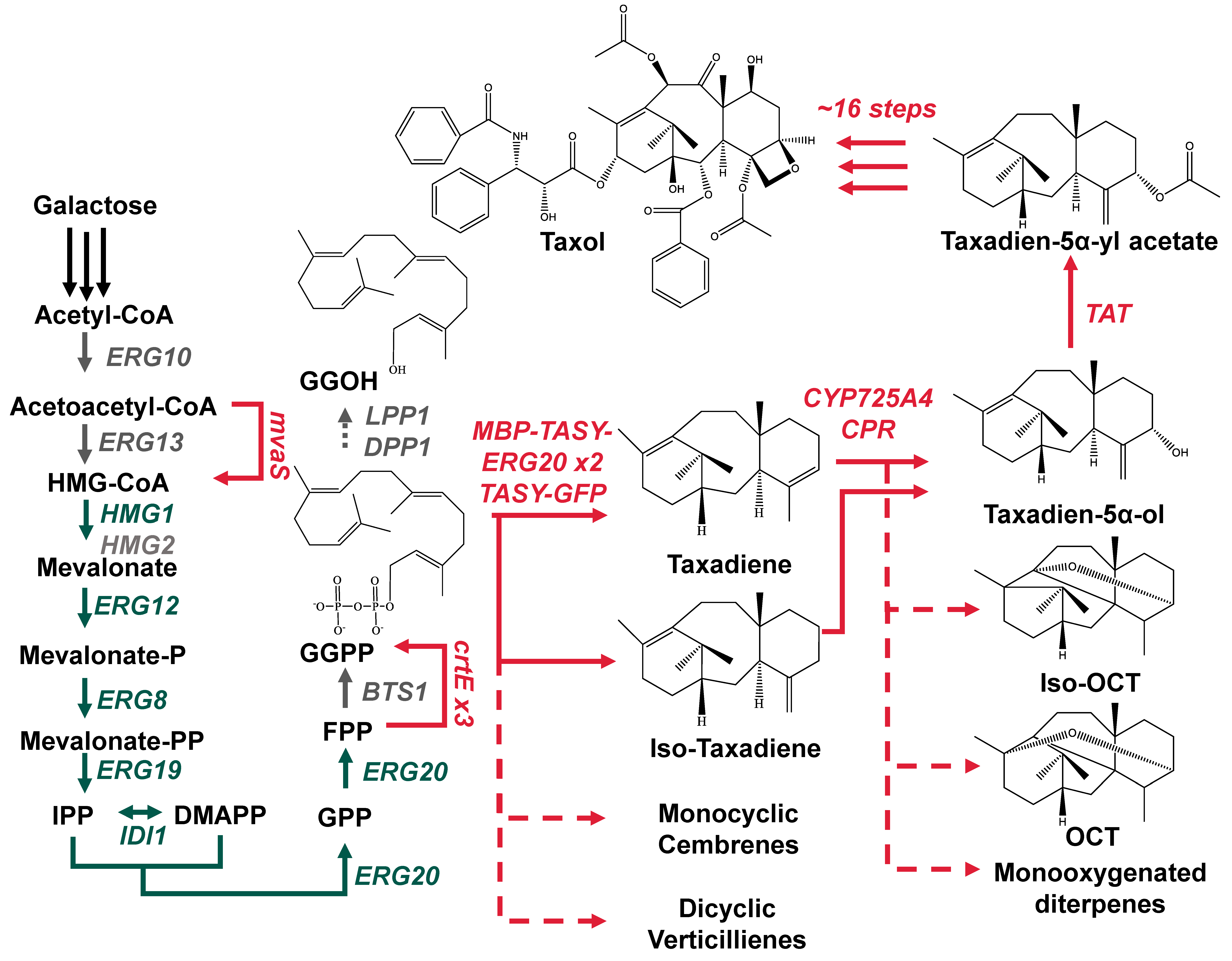 Microorganisms 10 00163 g001 550