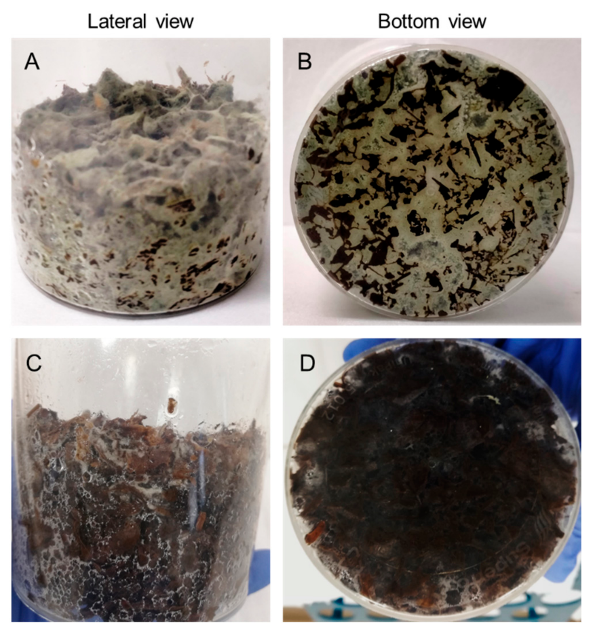 Microorganisms 10 00164 g002